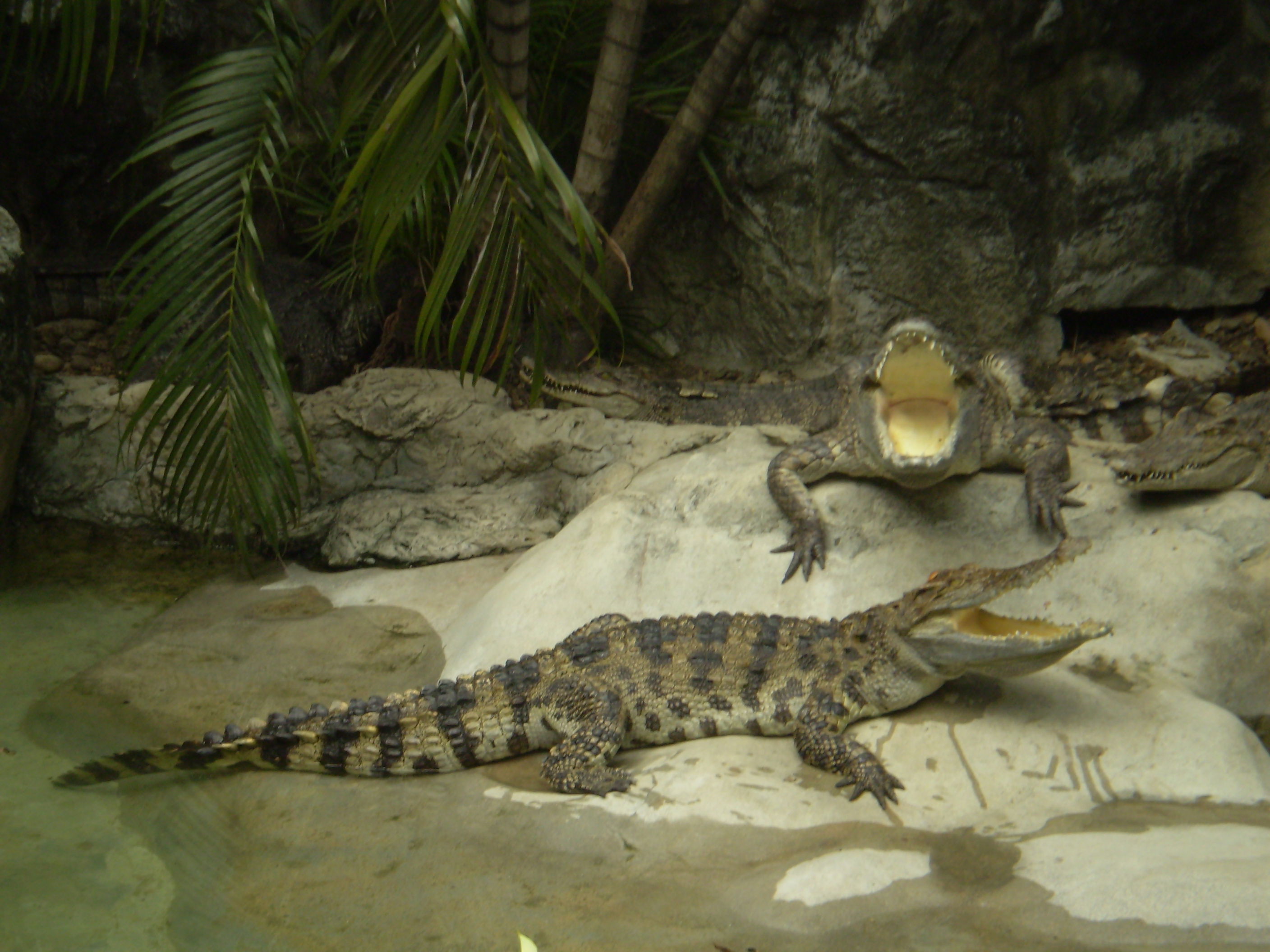 Dusit Zoo,Bangkok, por Iván Marcos