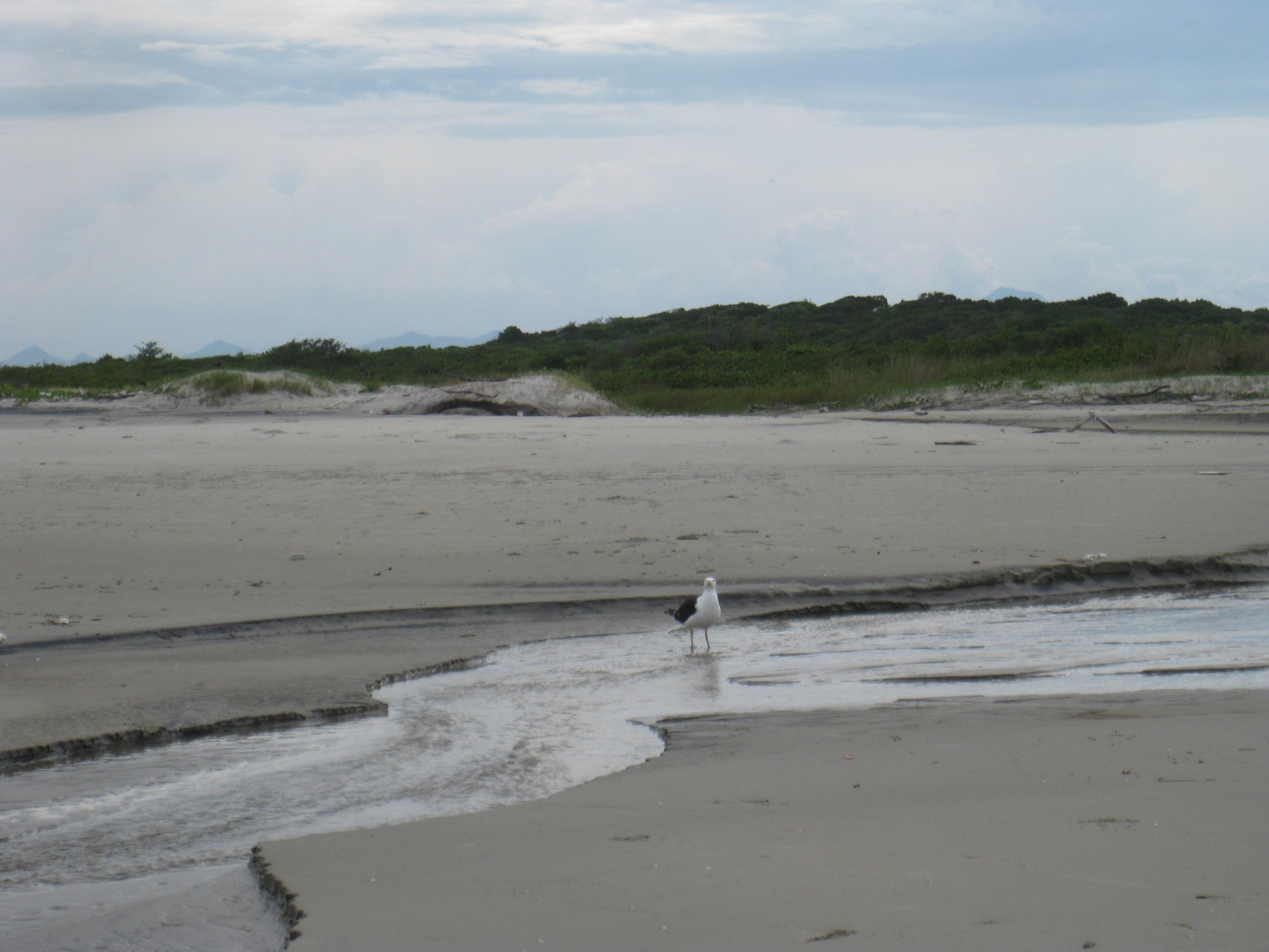 Praia Barra do Superagui, por Larissa Mehl