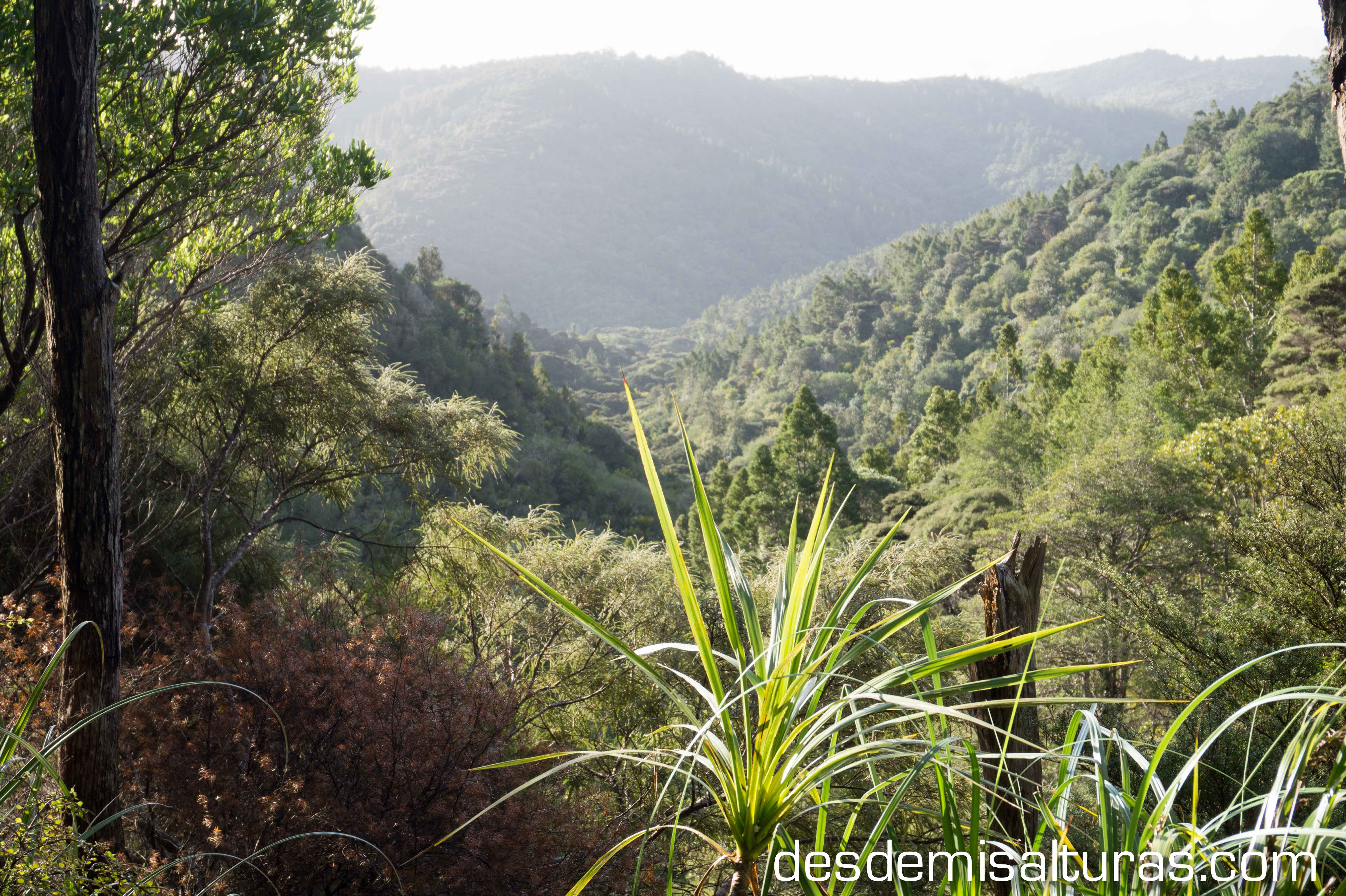 Waipoua kauri forest, por desdemisalturas.com