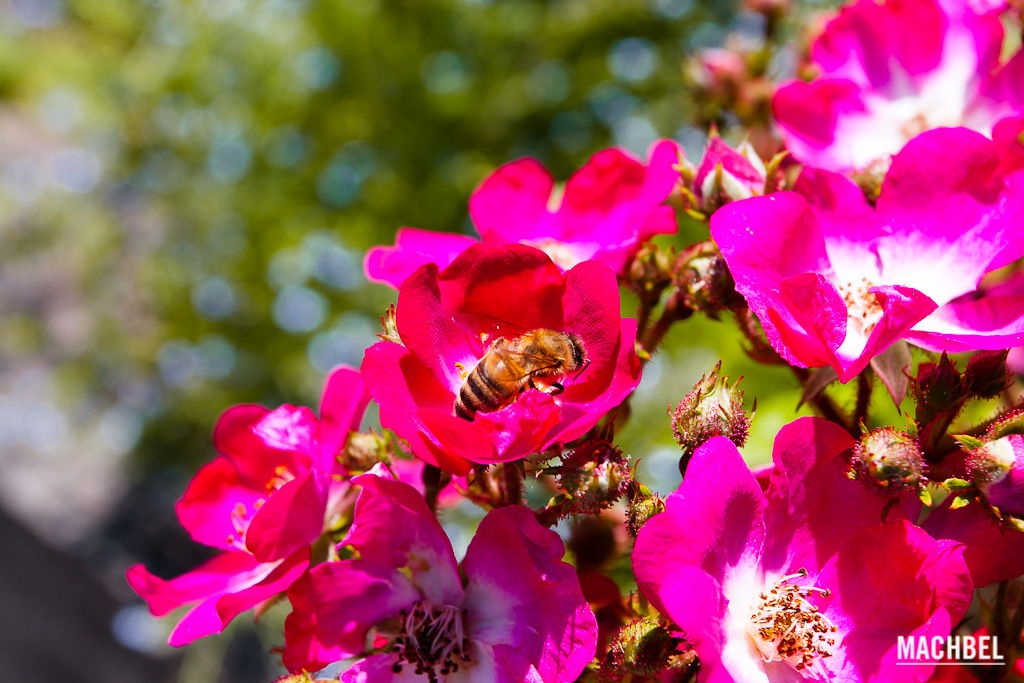 Jardín Botánico de Tubingen, por Víctor Gómez - machbel