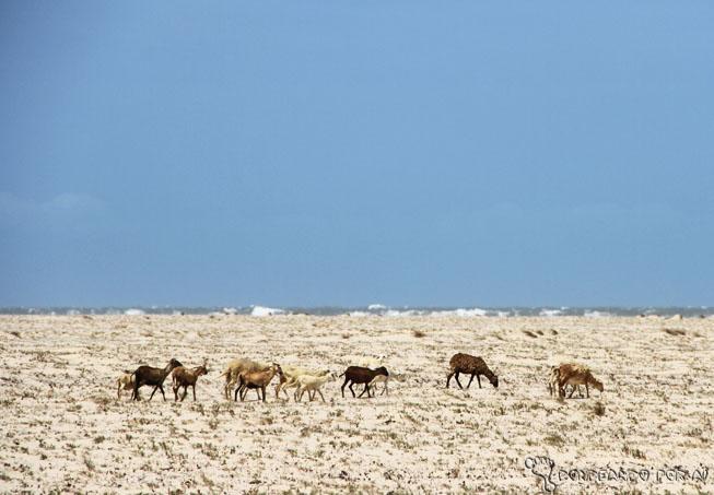 Pequenos Lençóis Maranhenses, por Clarissa Donda Nazareth