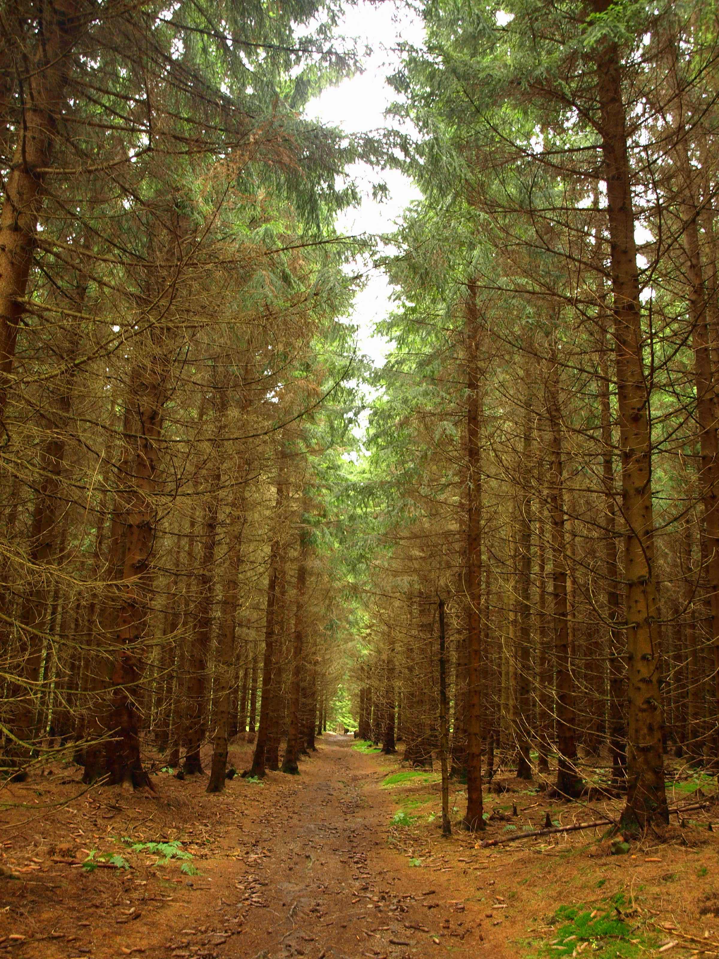 Parque Nacional del Harz, por Anushka