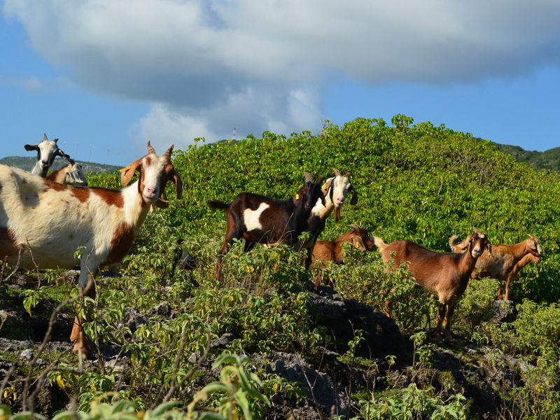 Faro de la Pointe Doublé, por Guadeloupe Trotter