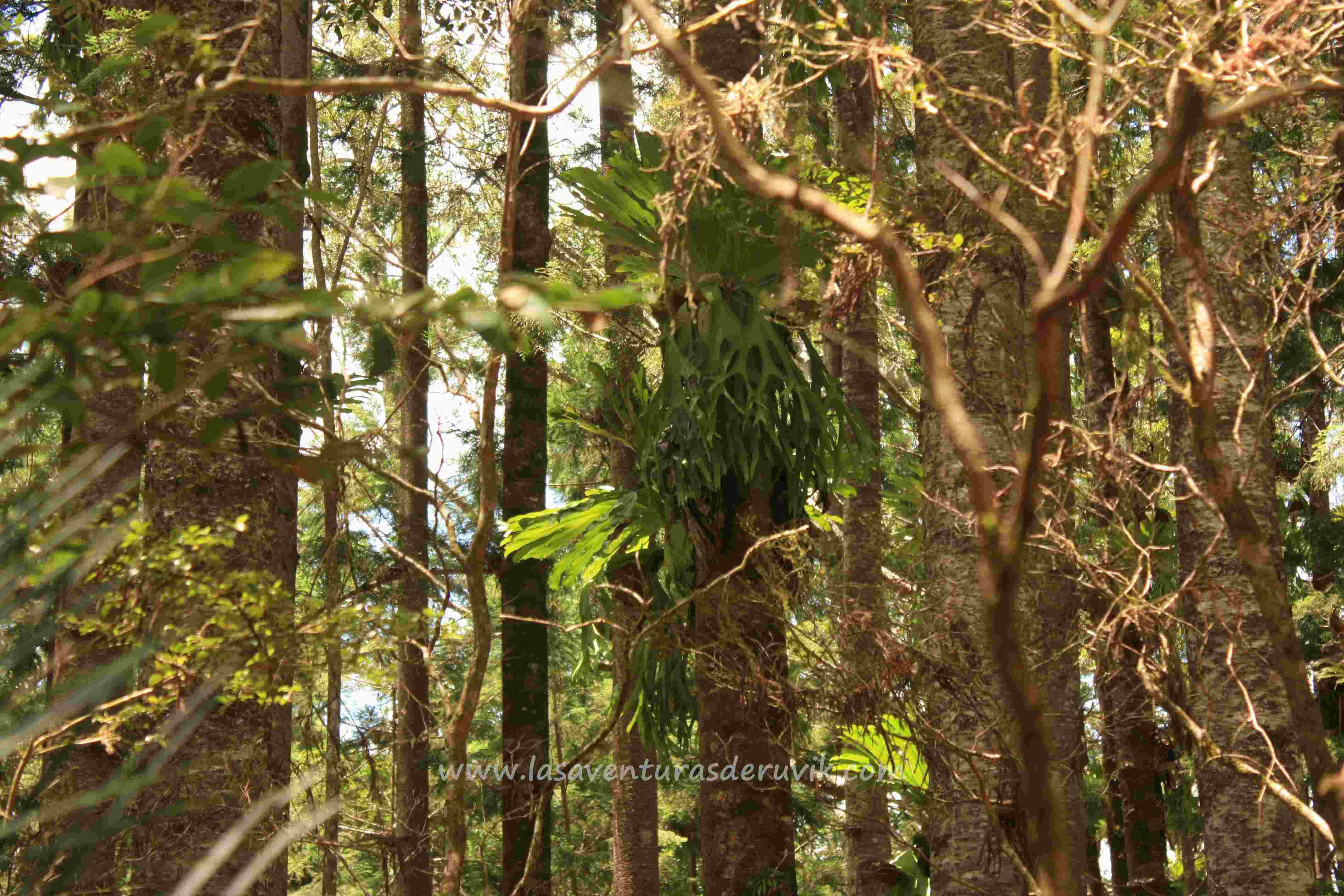 Bosques de Australia: un viaje fascinante por sus selvas y senderos