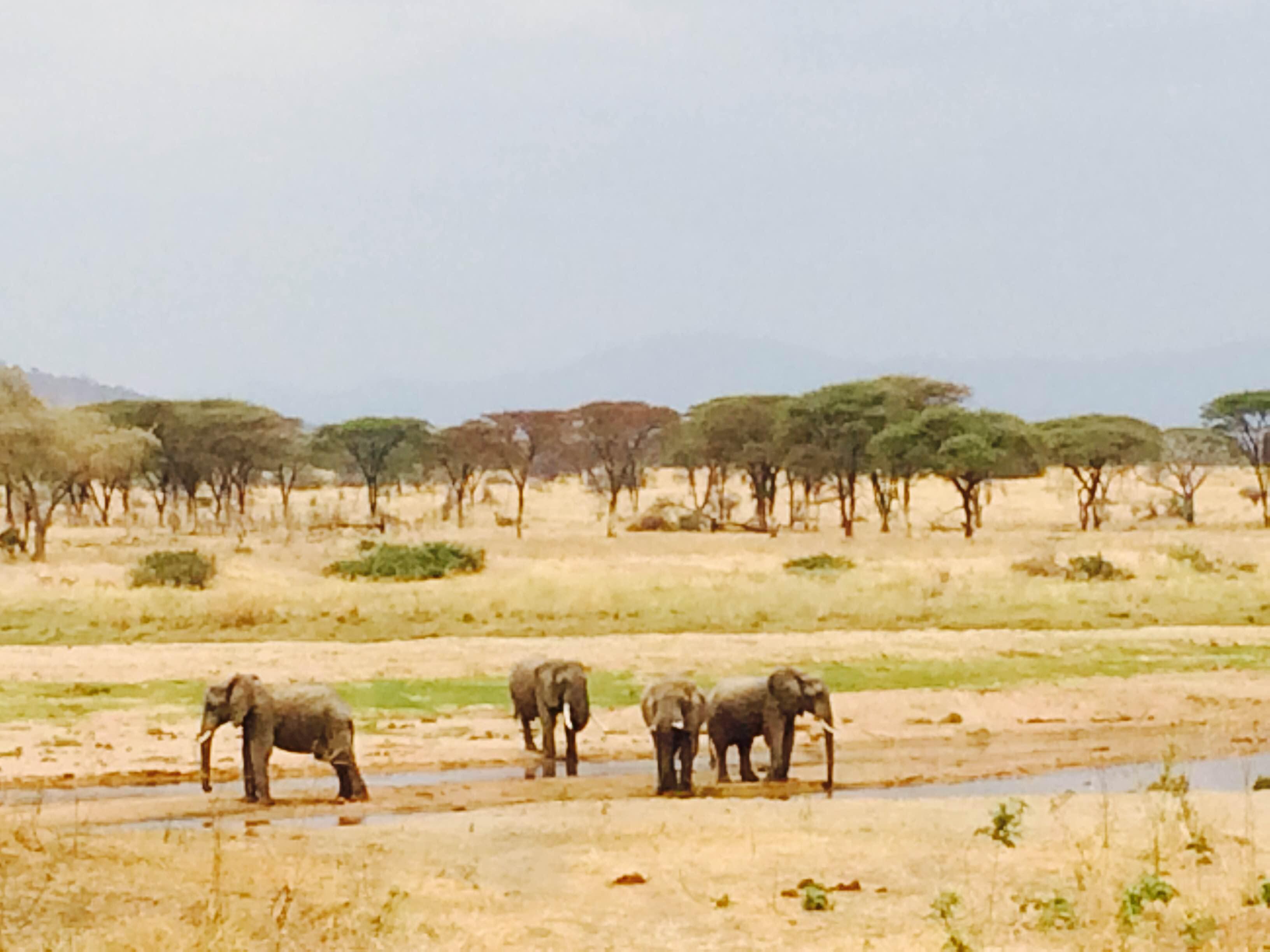 Parque Nacional Ruaha, por Maureen Pies