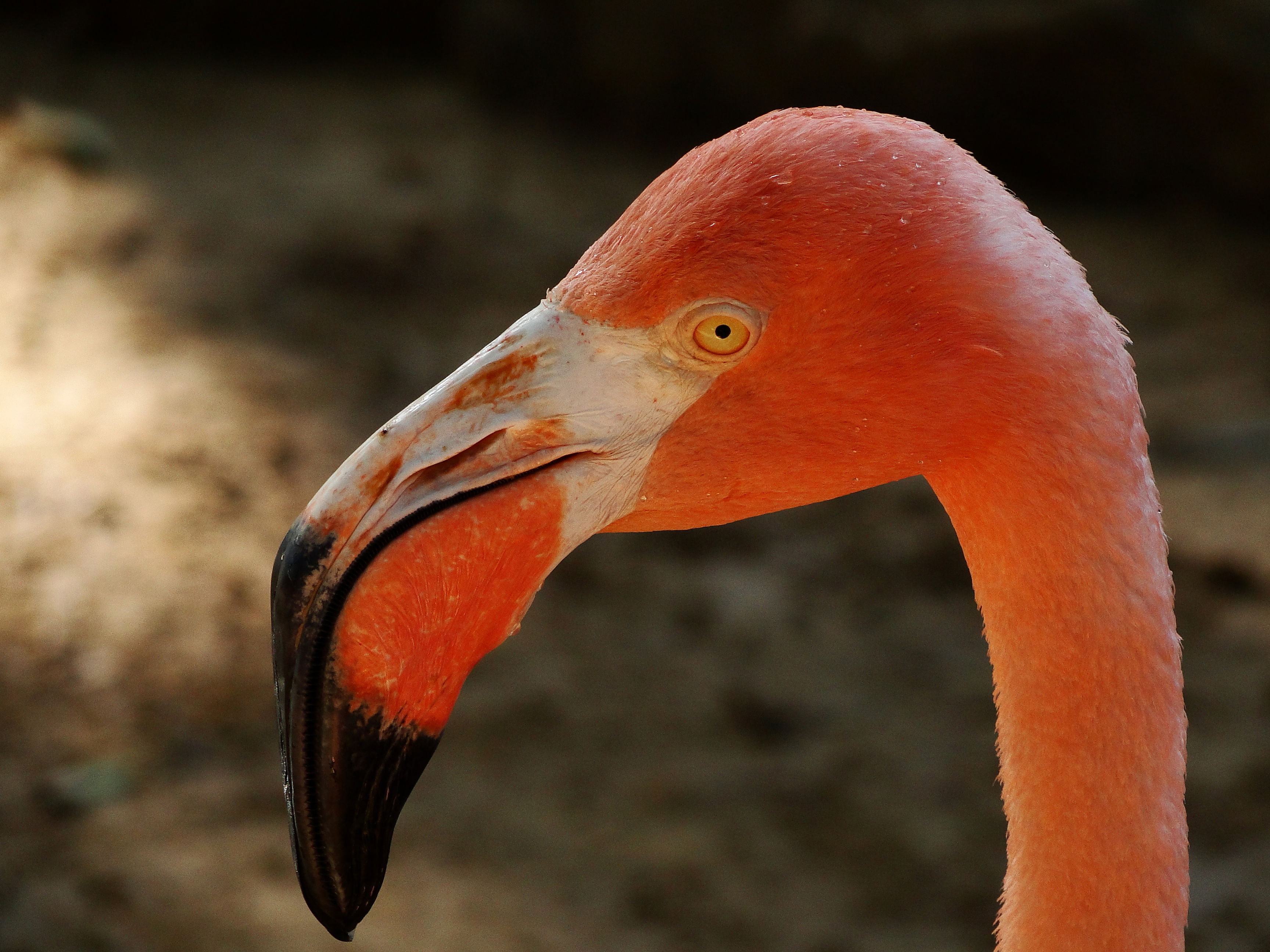 Jardín Zoológico de Barranquilla, por hornet69