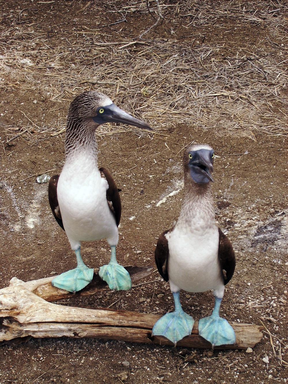 Safari Fotográfico en la Isla de la Plata, por Tribi Lin