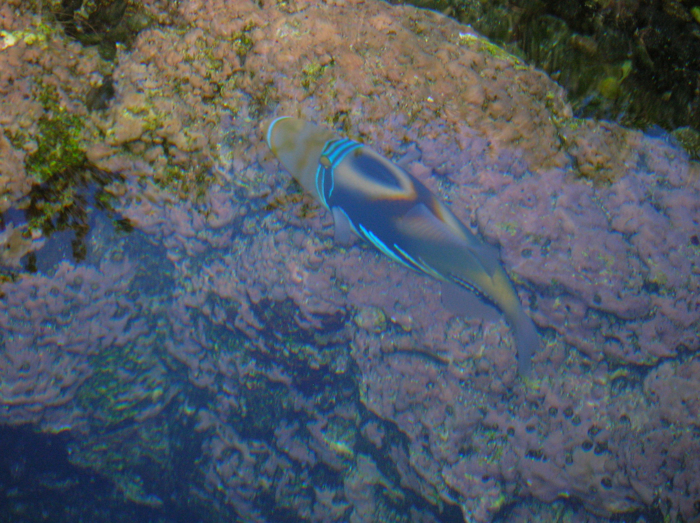 Maui Ocean Center, por Grace Anderson