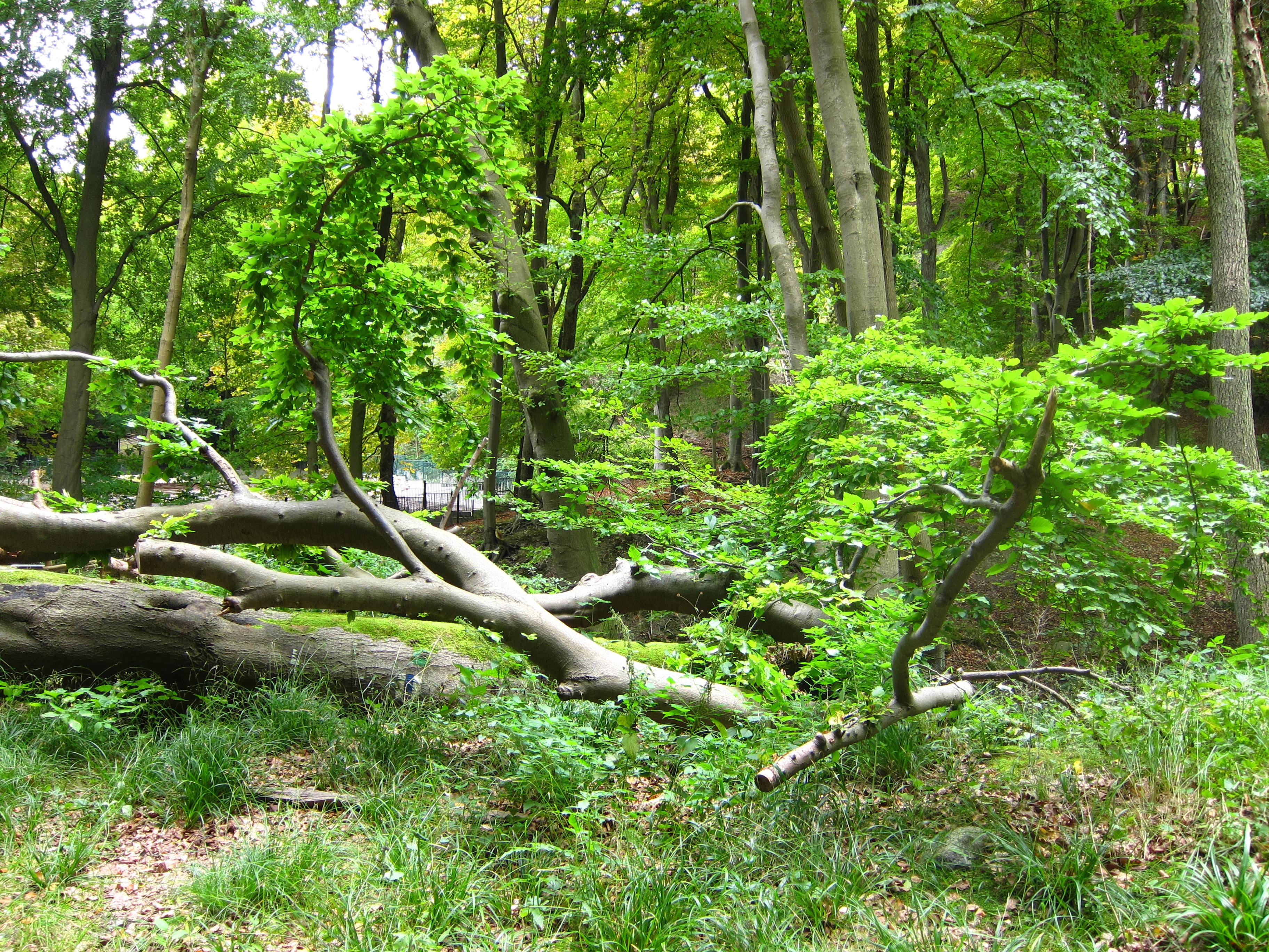 Reservas naturales en Alemania: rincones ocultos de biodiversidad y belleza