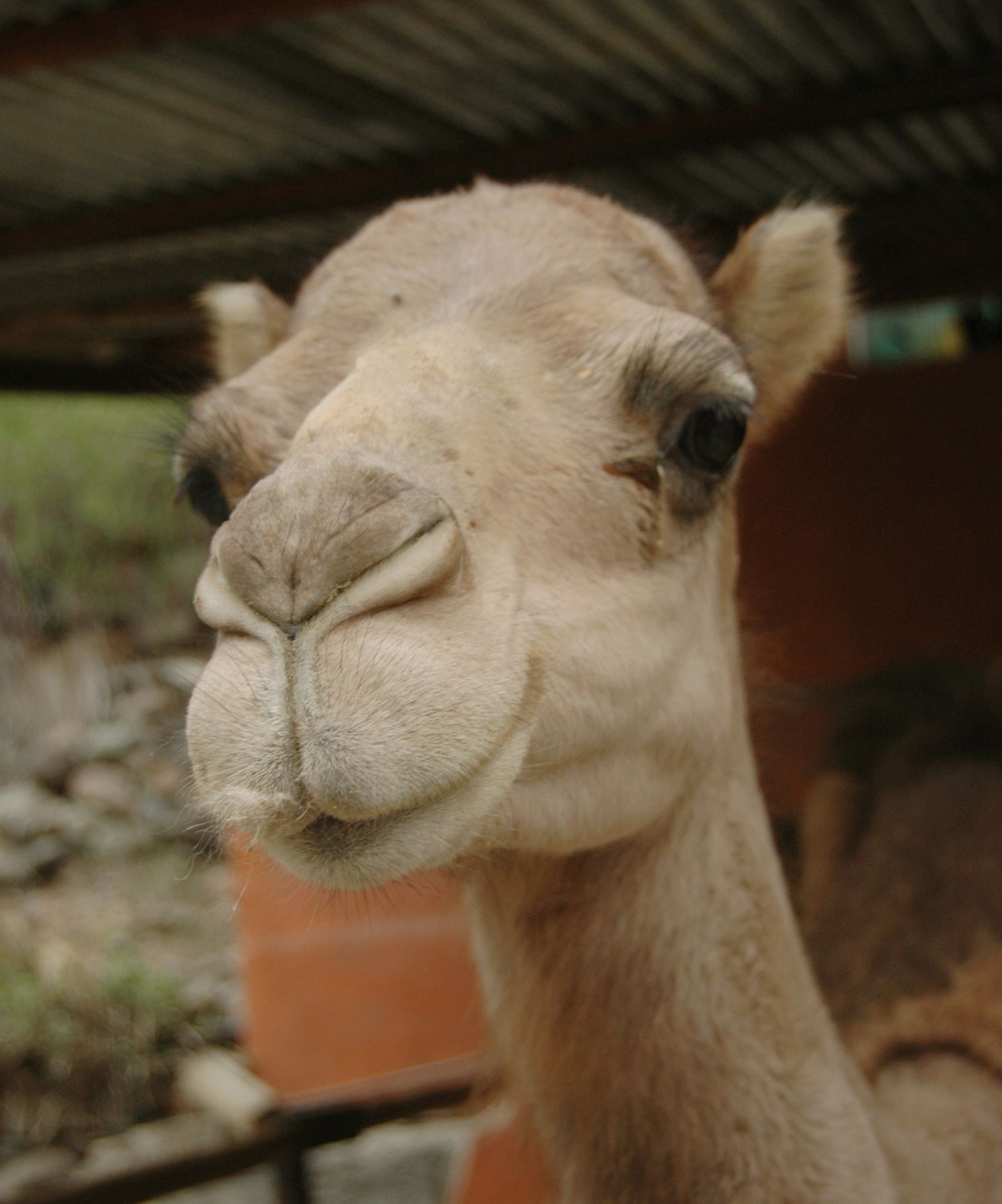 Camel safari park la baranda, por la baranda
