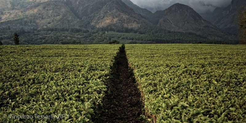 Plantaciones de Té en Malawi, Mulanje, Malawi, por Vincenzo Tessarin