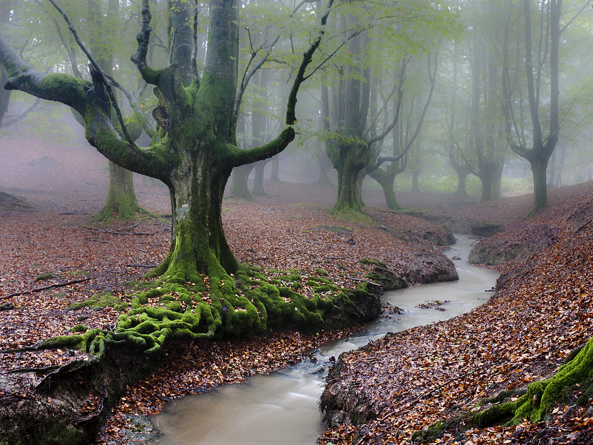 Parque natural del Gorbea, por Iago y Maca