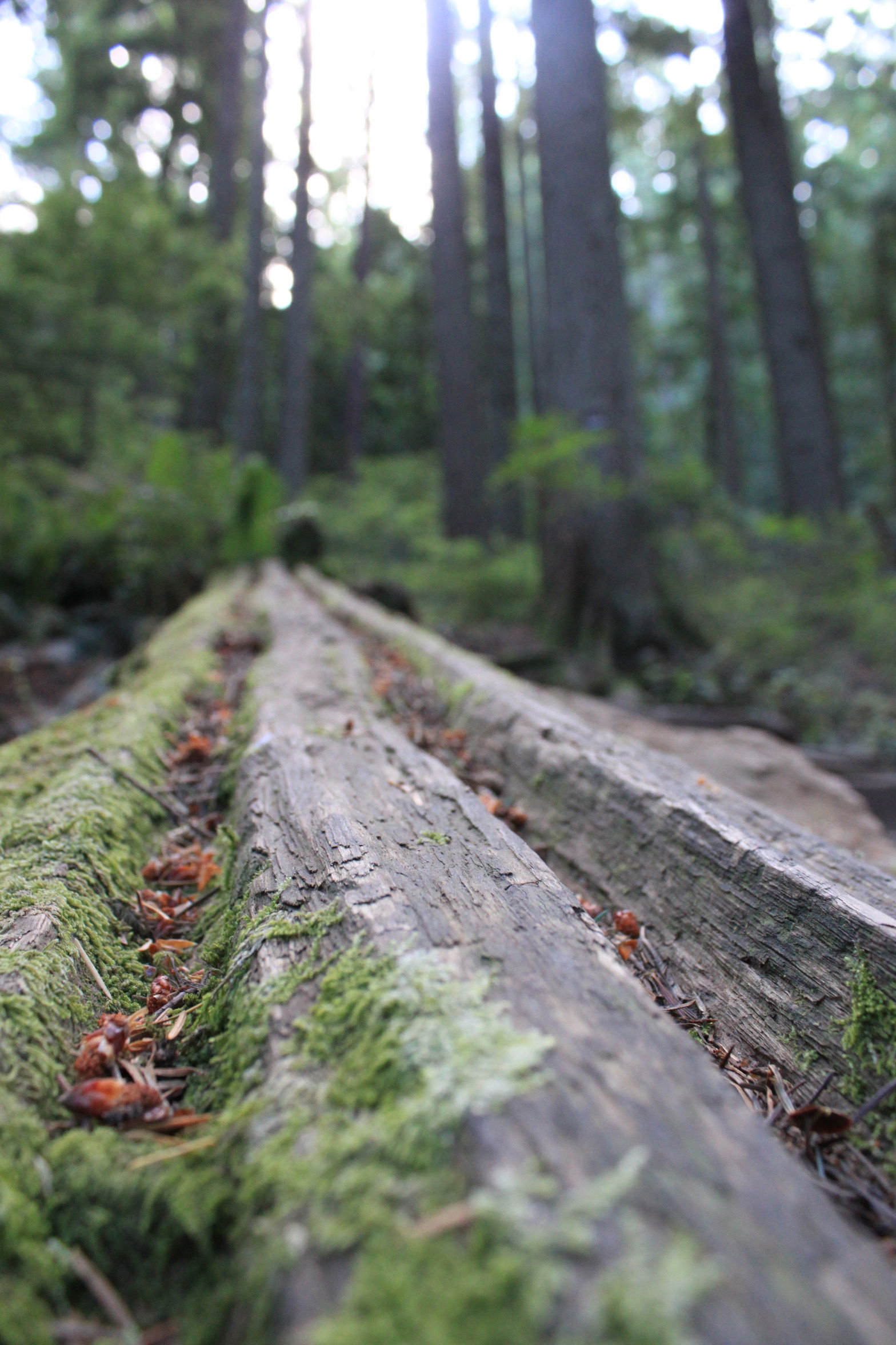 Lynn Canyon Park, por Maria Silva