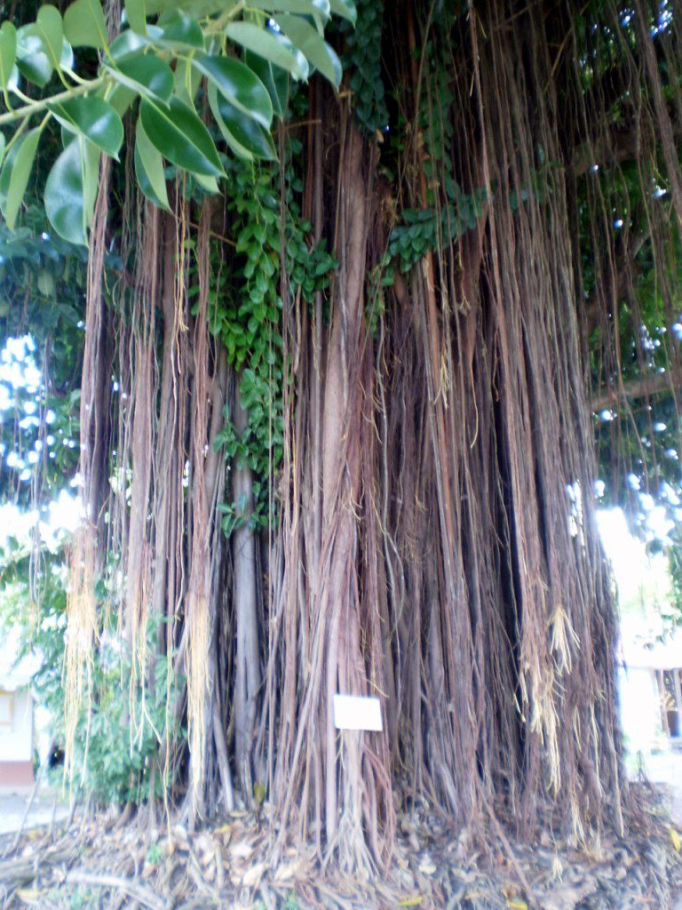 Ficus Gigante, por Lala