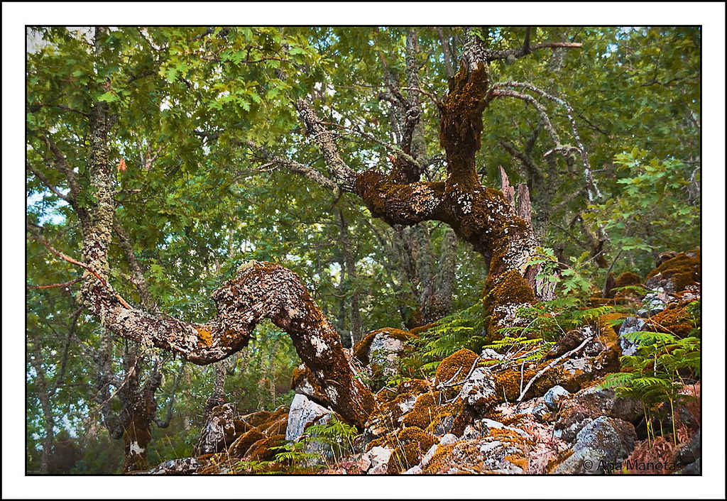 Valle de Viejas (Las Villuercas), por Ana Manotas Cascos