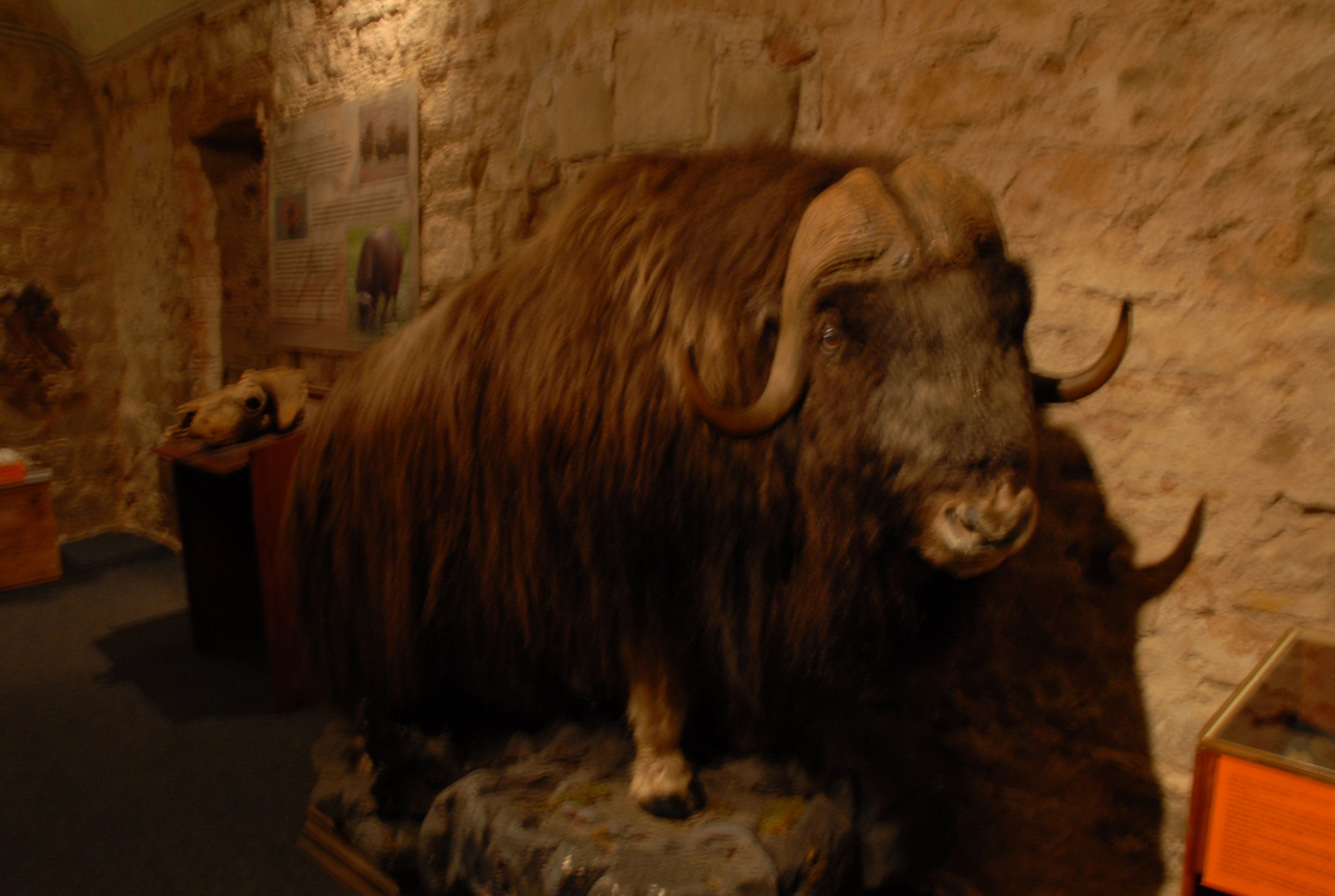 Museo del Mamut, por bagamundo