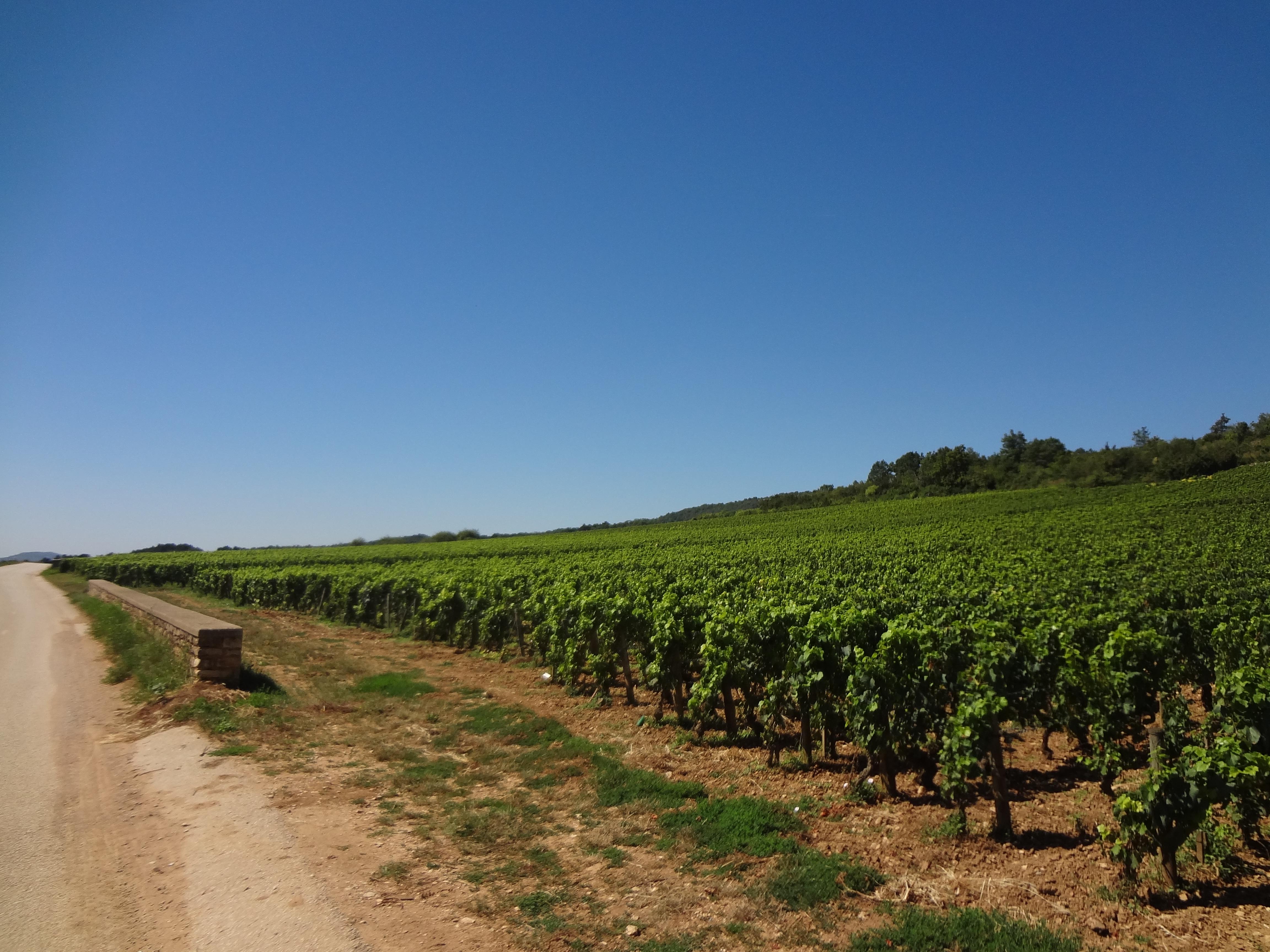 Route Des Grands Crus, por Coline