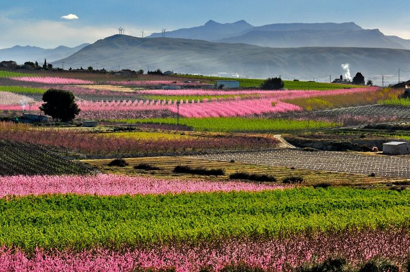 Floración de Cieza, por Marily Sanz