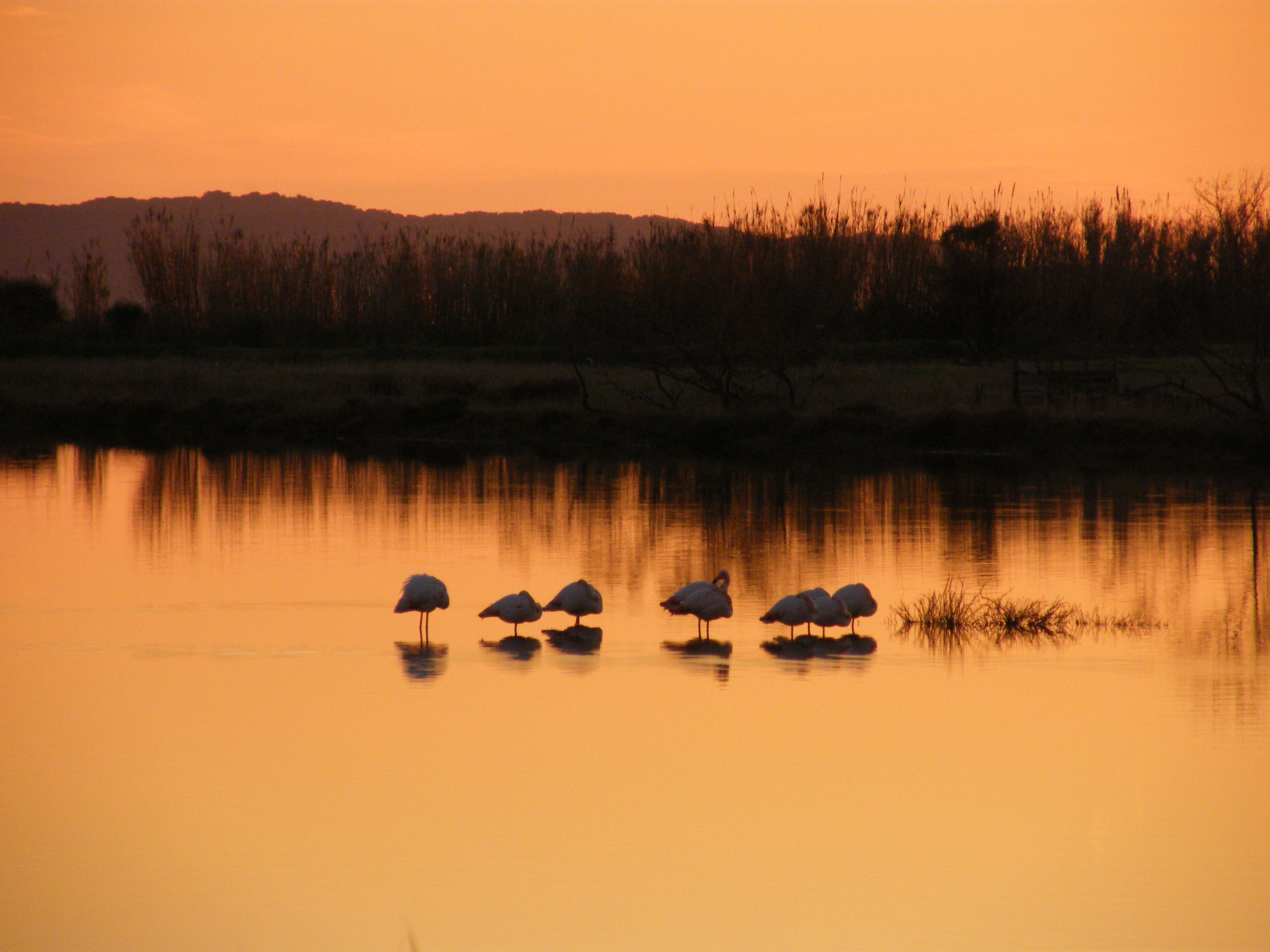 Reserva natural "Les salins des Pesquiers", por LiliB