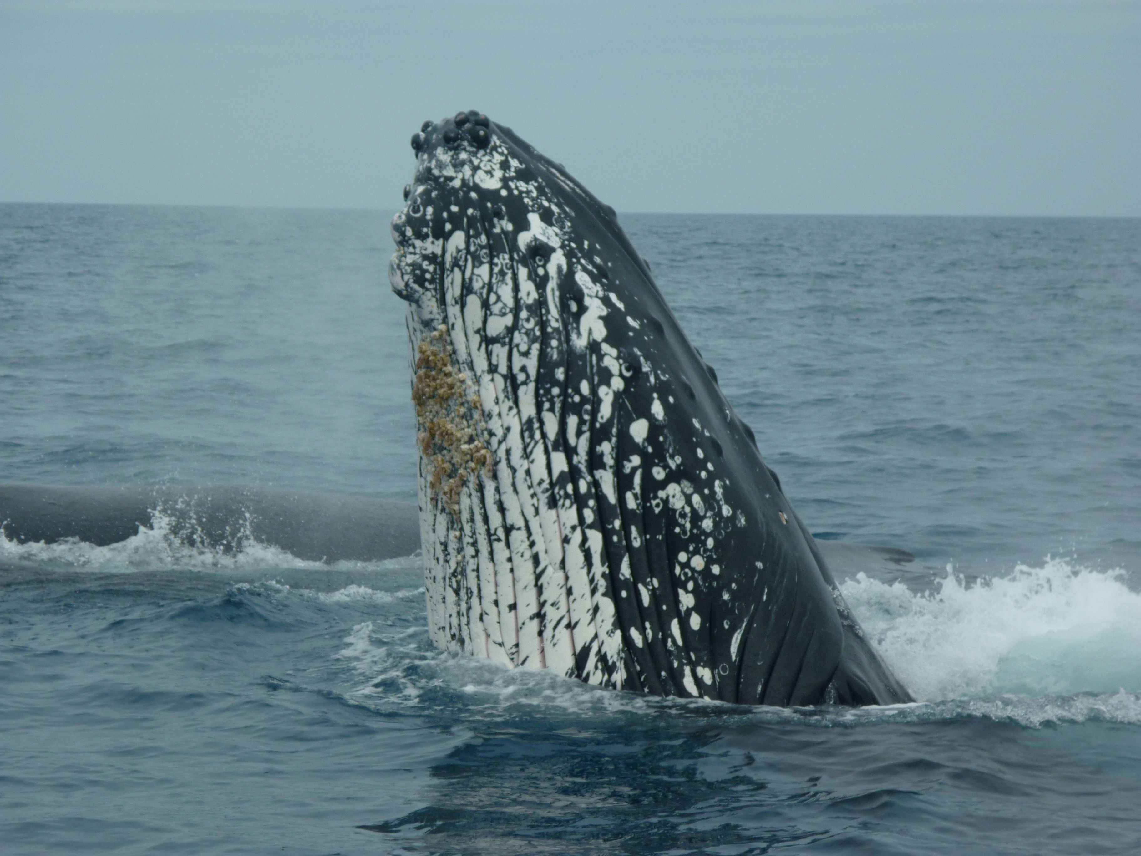 Avistamiento de ballenas, por France Dutertre