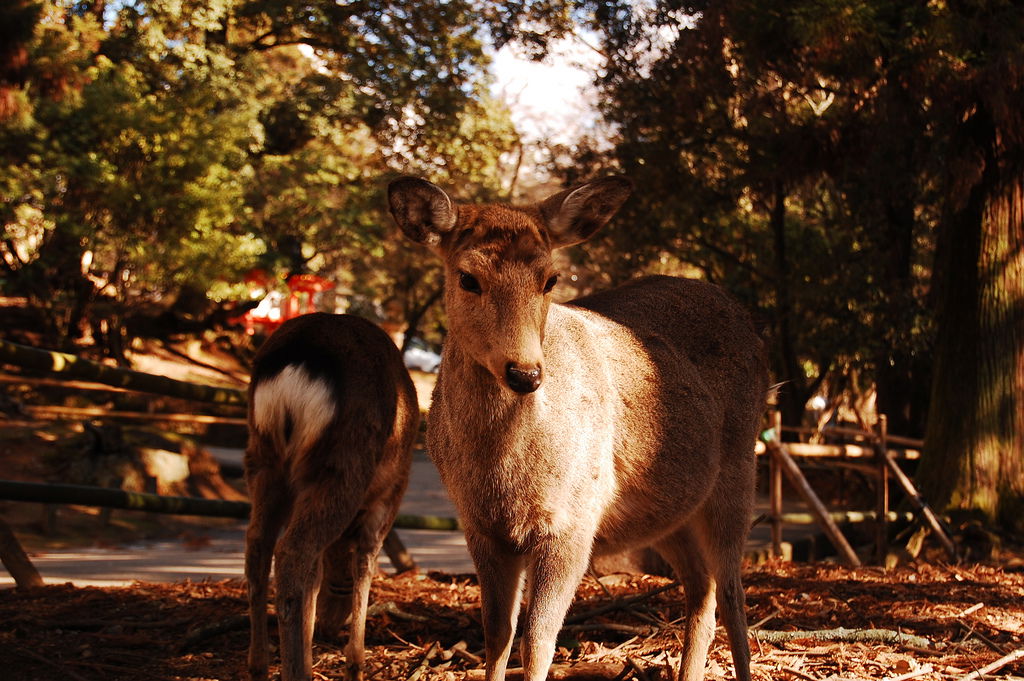 Parque de Nara, por David Esteban