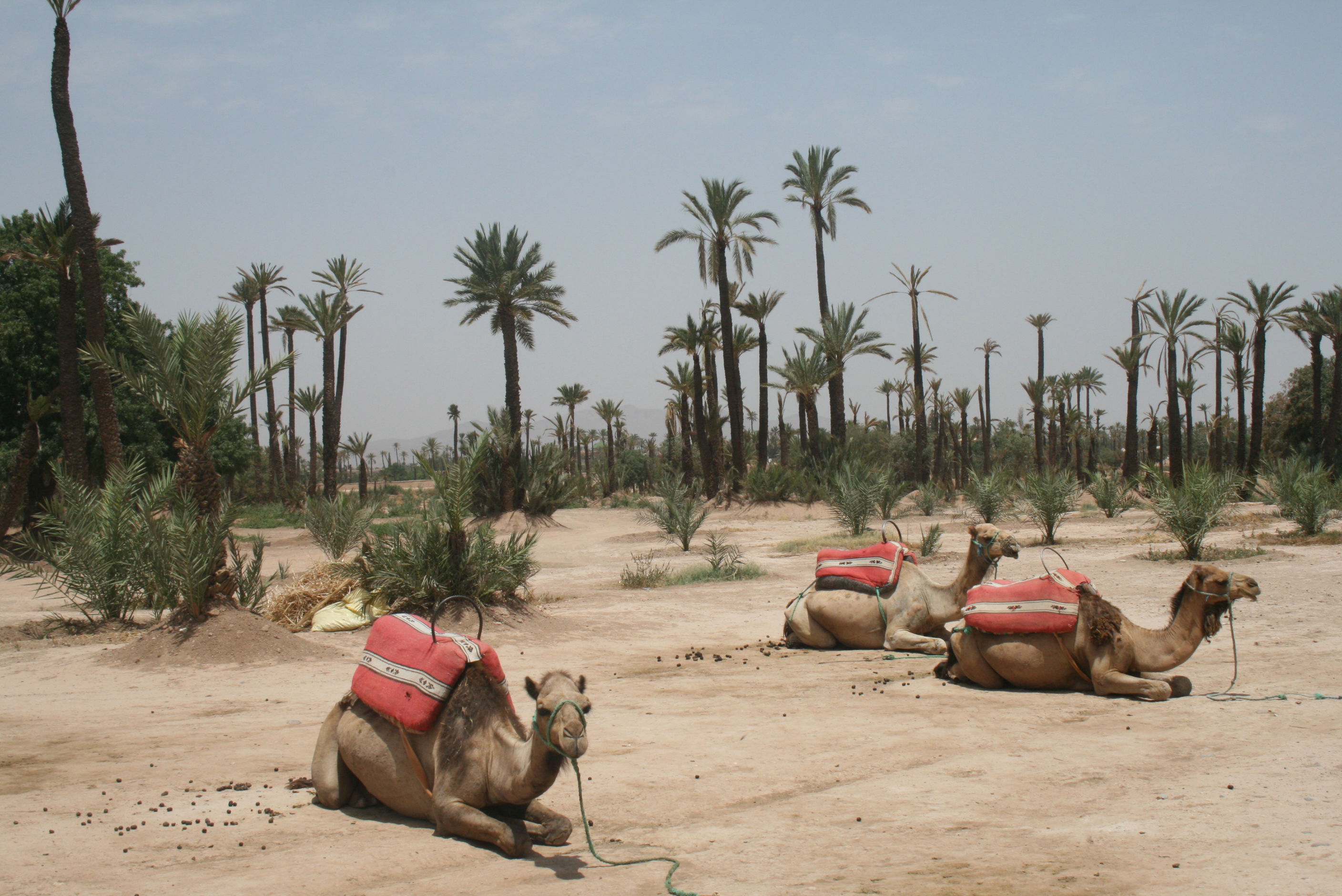 El Palmeral, por macmuseo