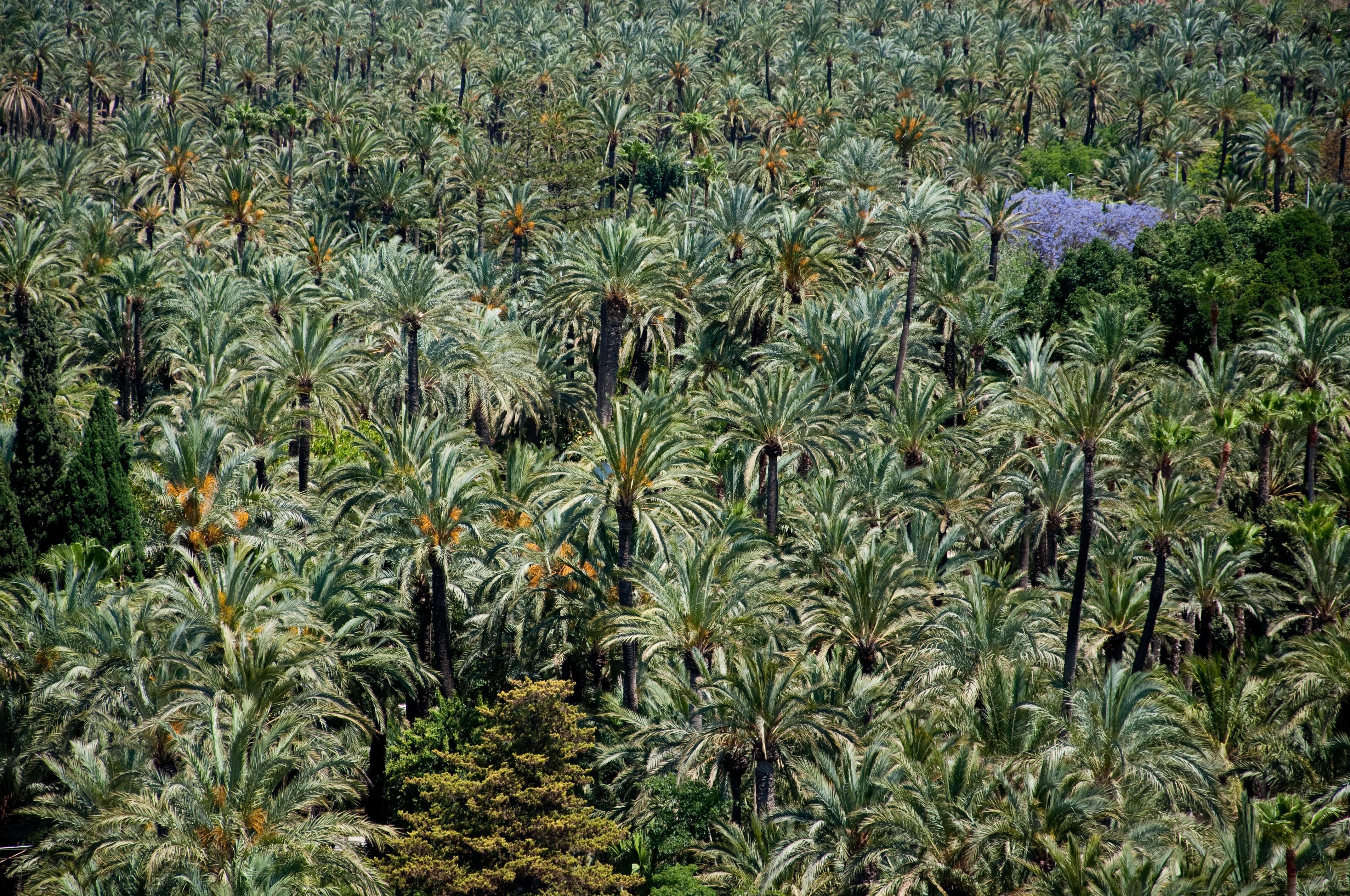 Descubre los bosques en Alicante y sus mágicos rincones naturales