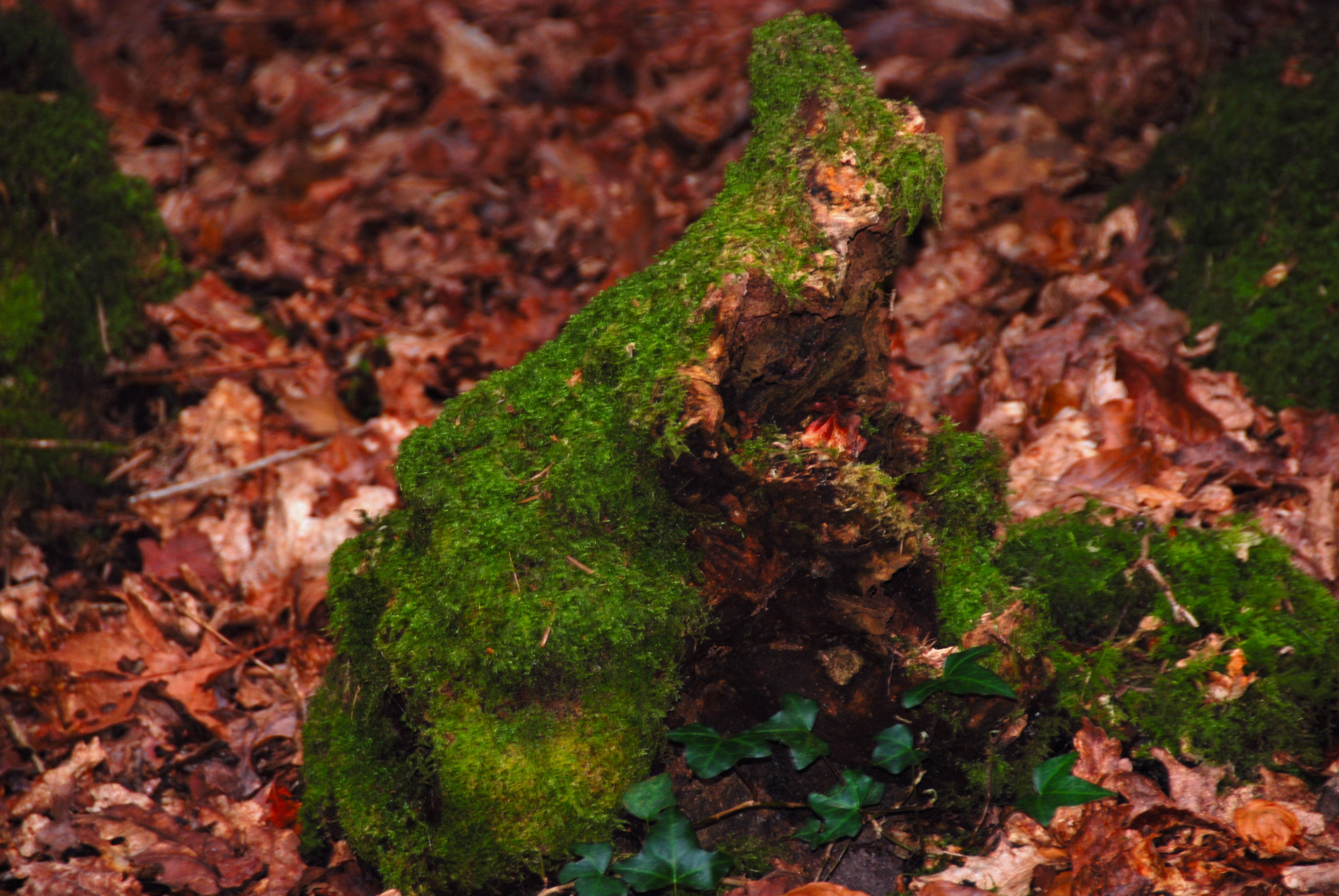 Bosque de kerozer, por Arthur MASSIP