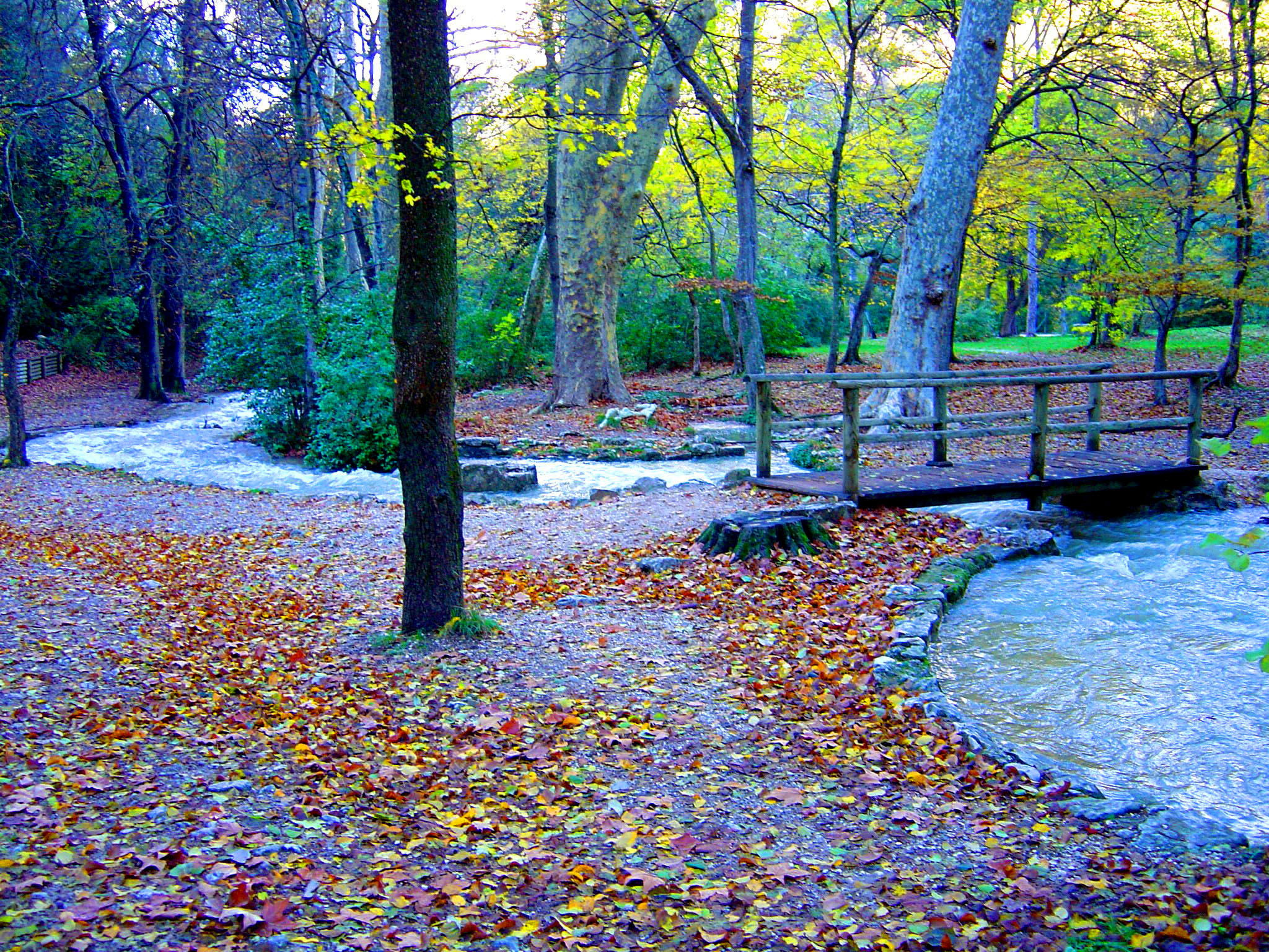 Bosque de Gémenos, por Lucien Ruth