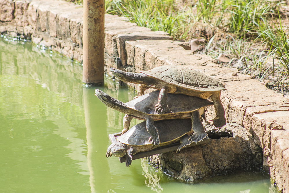 Zoológico Municipal, por Flávio S Damasceno