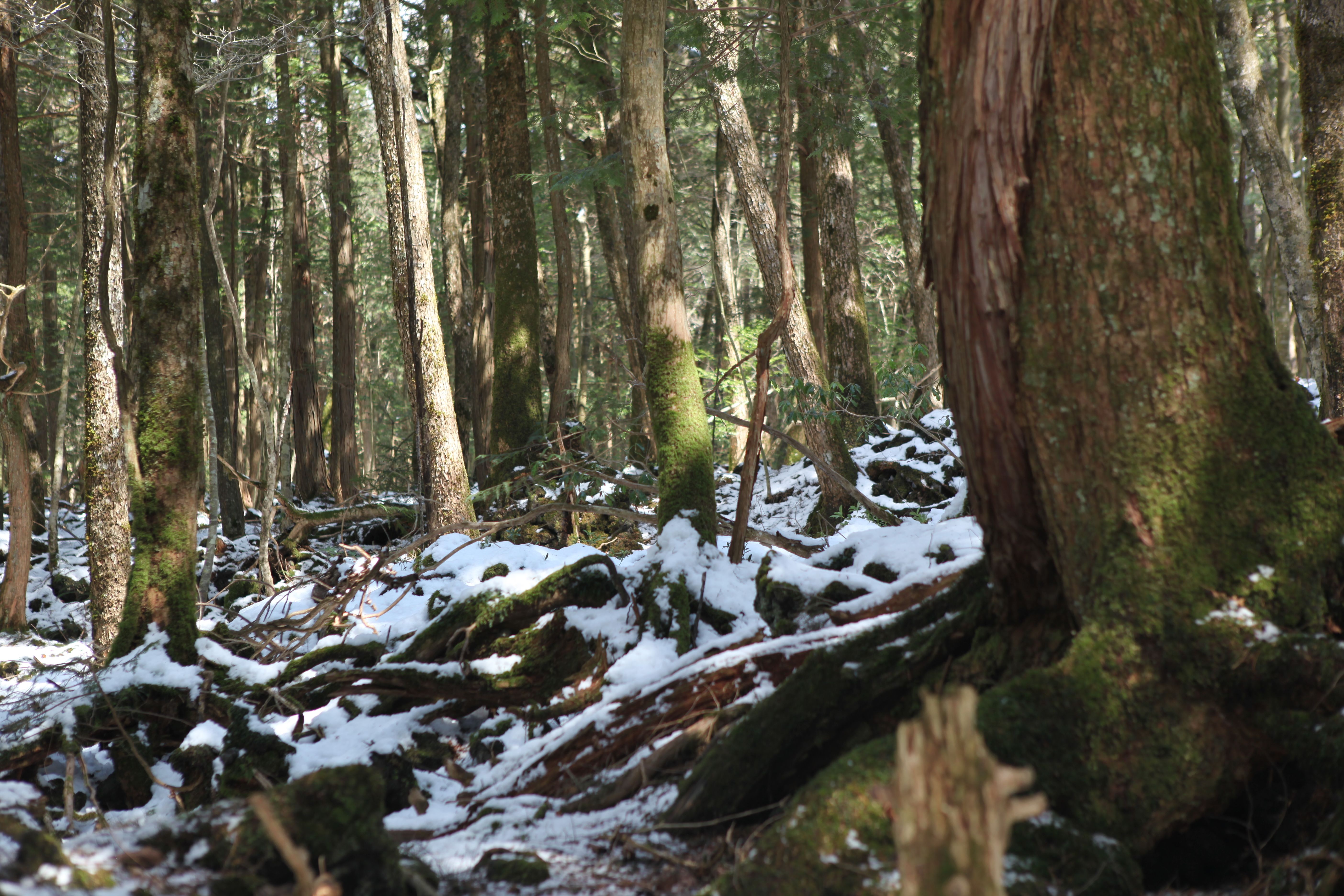 Bosques en Japón: un viaje a través de naturaleza y misterio