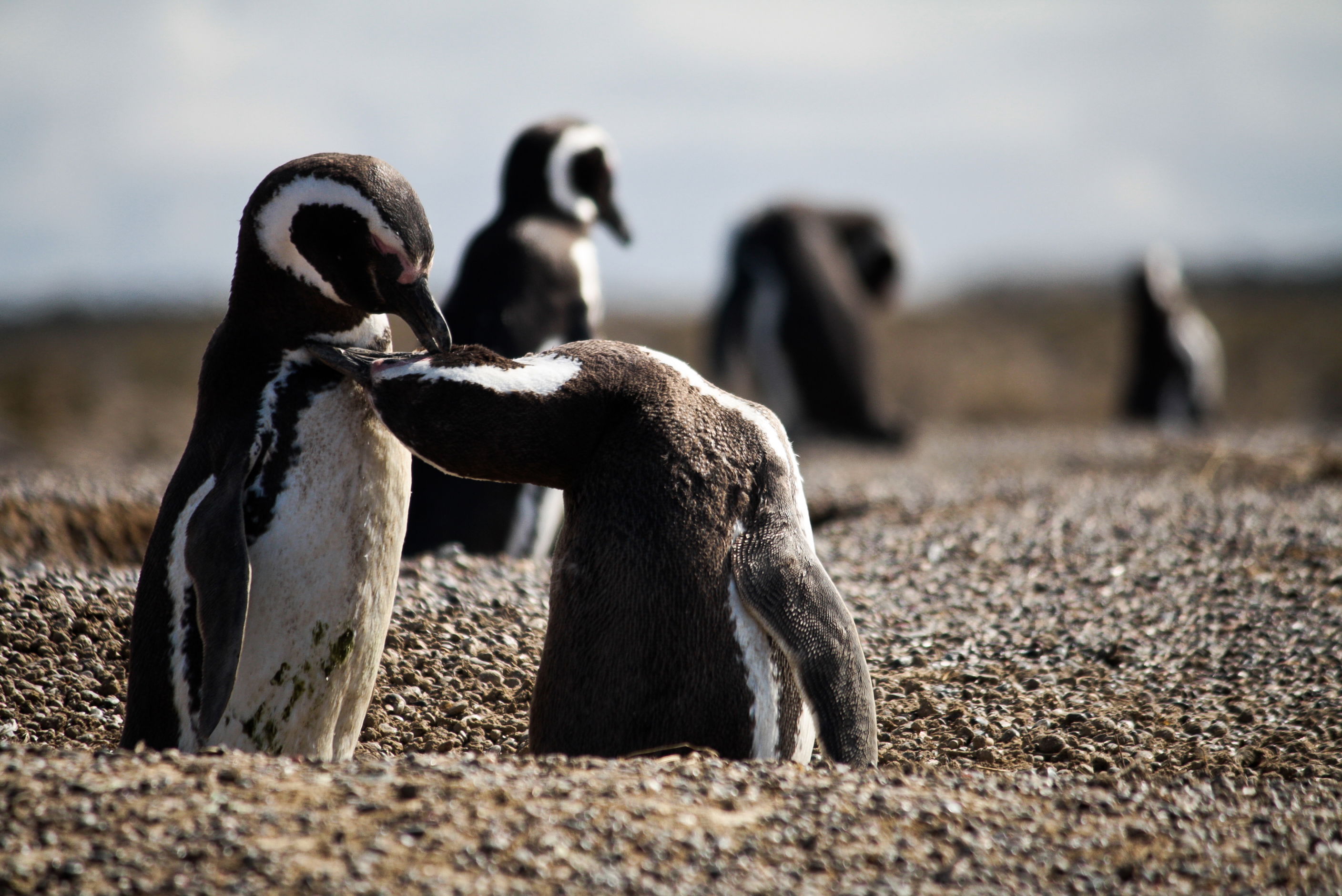 Punta Tombo, por agustinmuniz