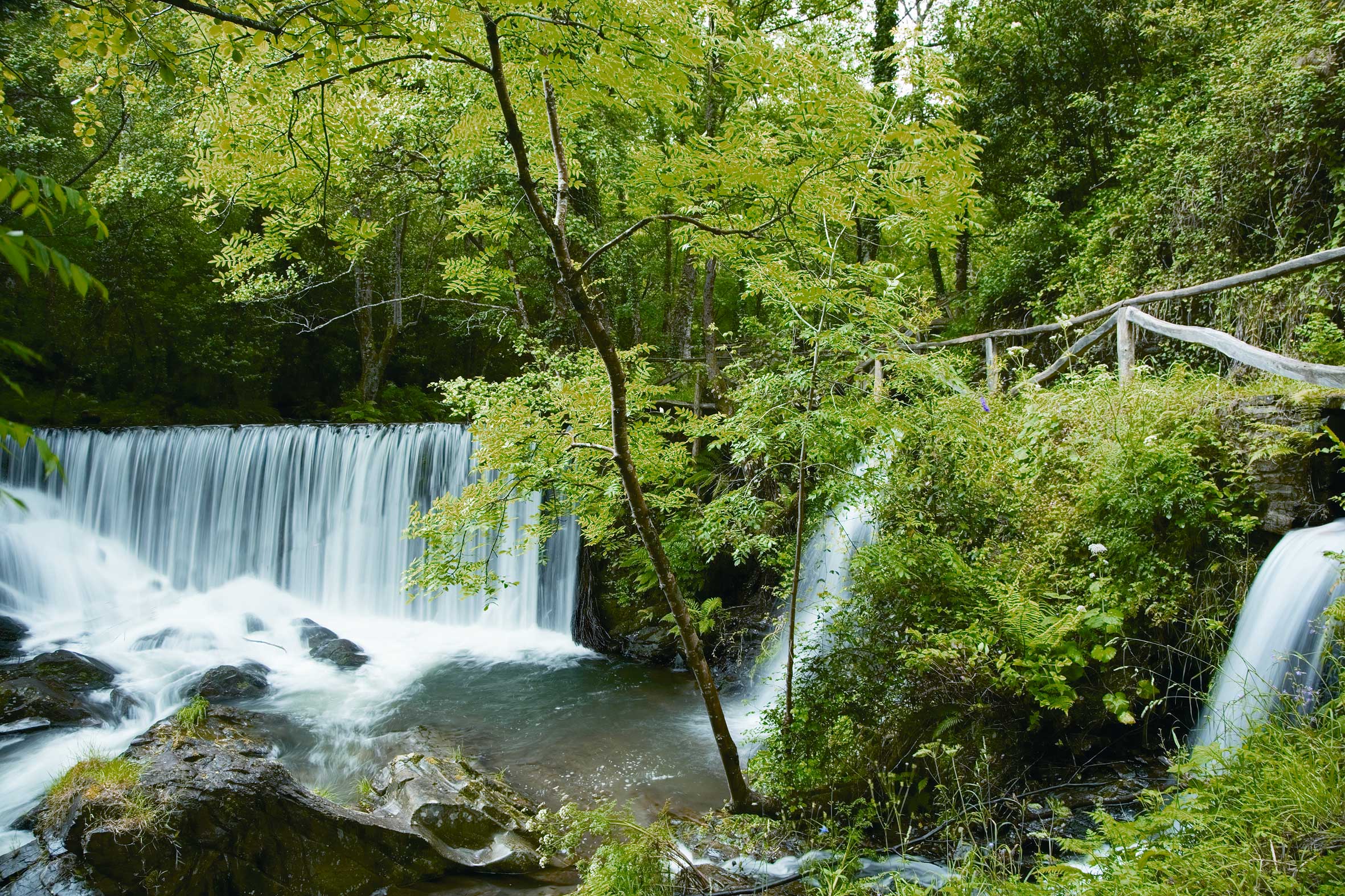 Mazo de Meredo, por AsturiasBiosfera