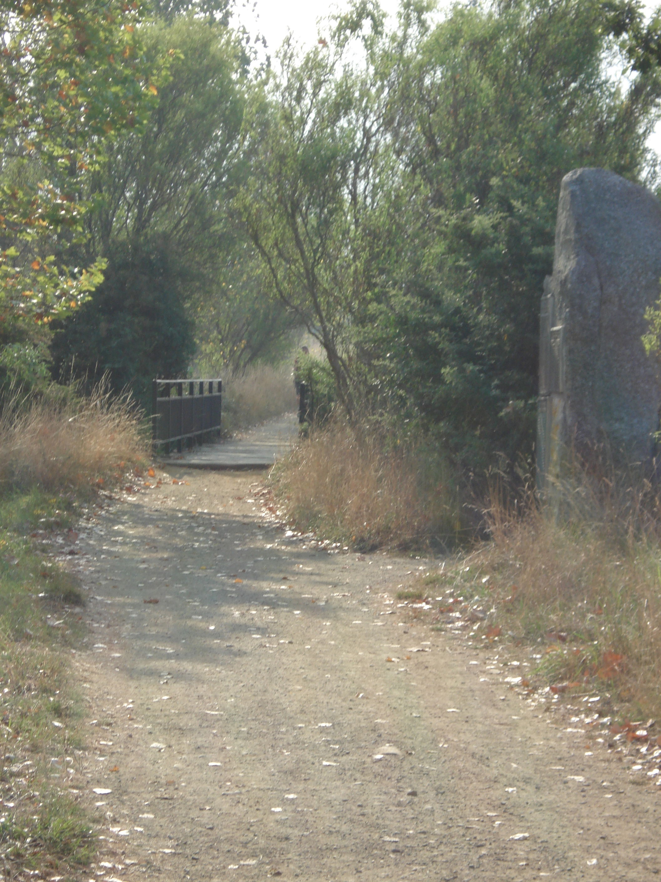 Bosque Dos Peregrinos, por Marilo Marb