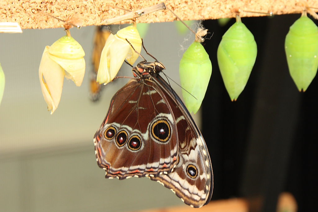 Mariposario del Drago, por nuria
