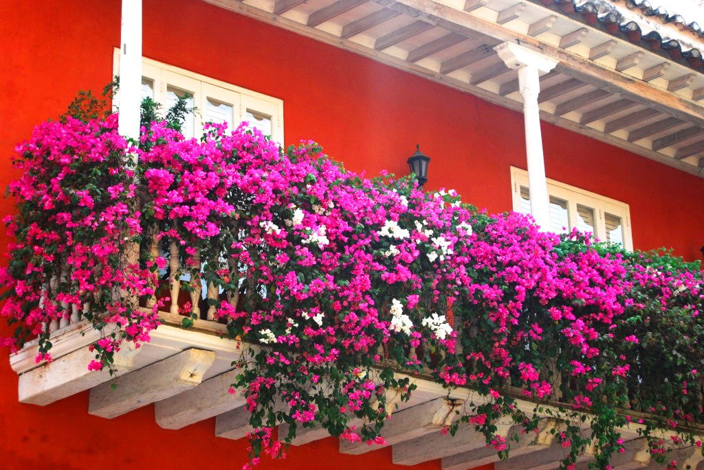 Balcones floridos de Cartagena, por SerViajera