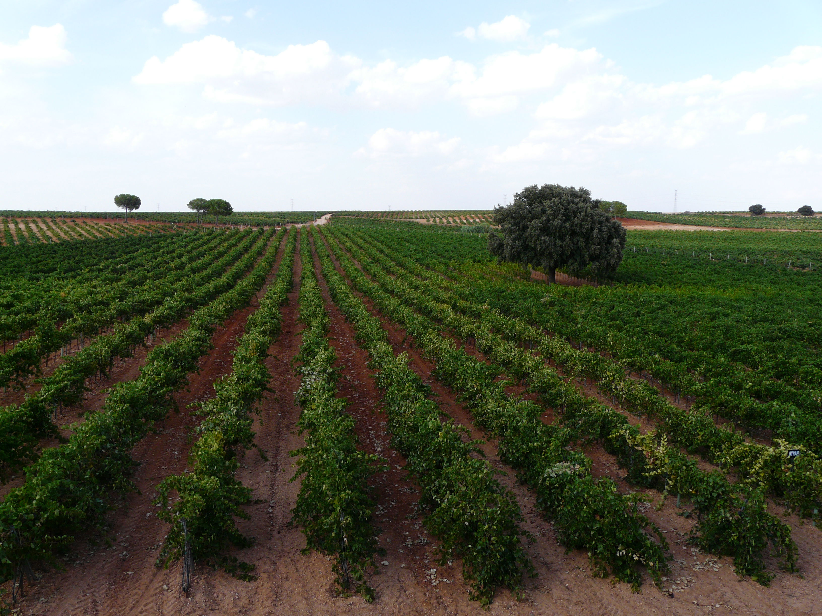 Descubre las bodegas en Cuenca y su encanto enoturístico