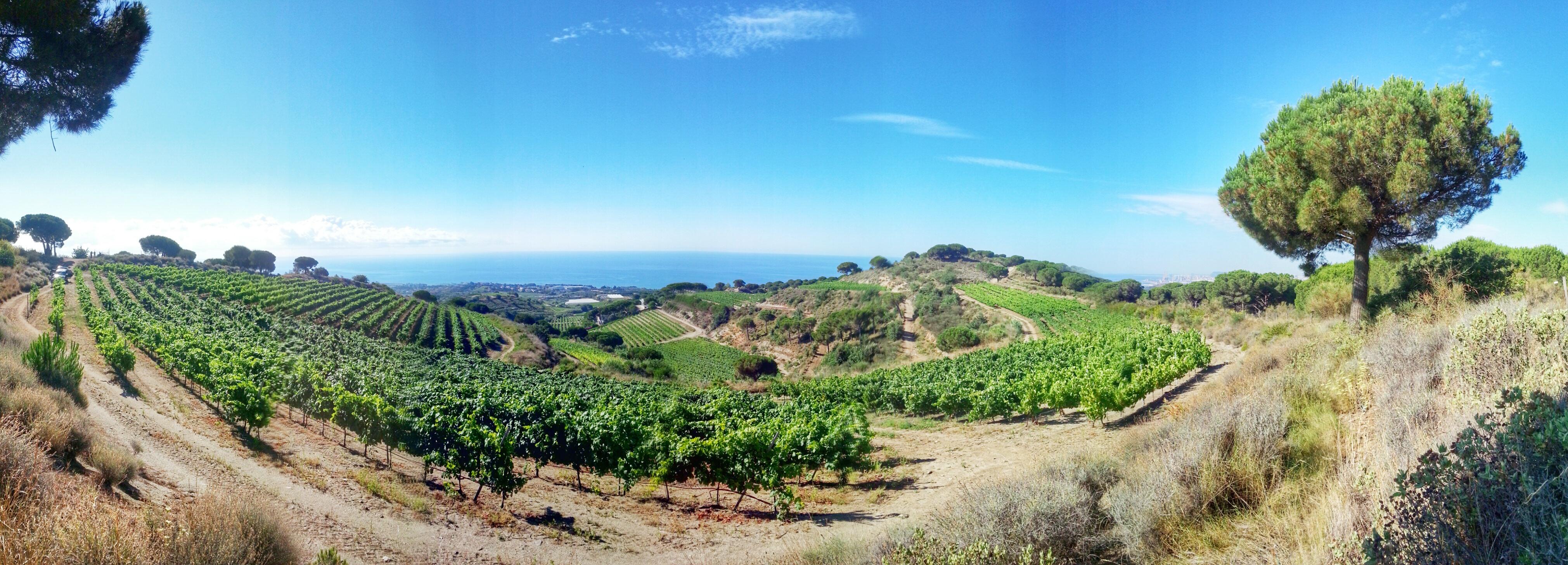 Bodega Alta Alella, por Ignacio Izquierdo