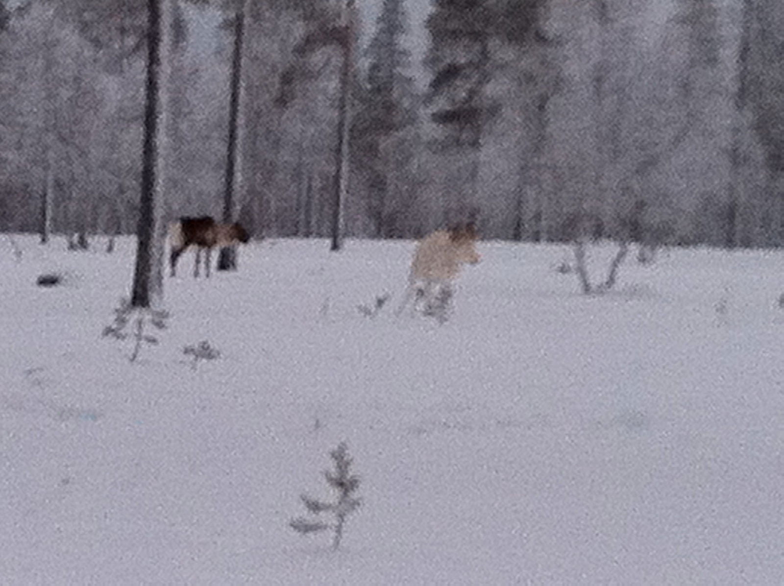 Saariselkä, por Alessia Oggiano
