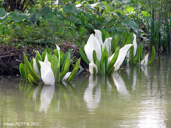 Jardin de agua Aubepré, por Olivier