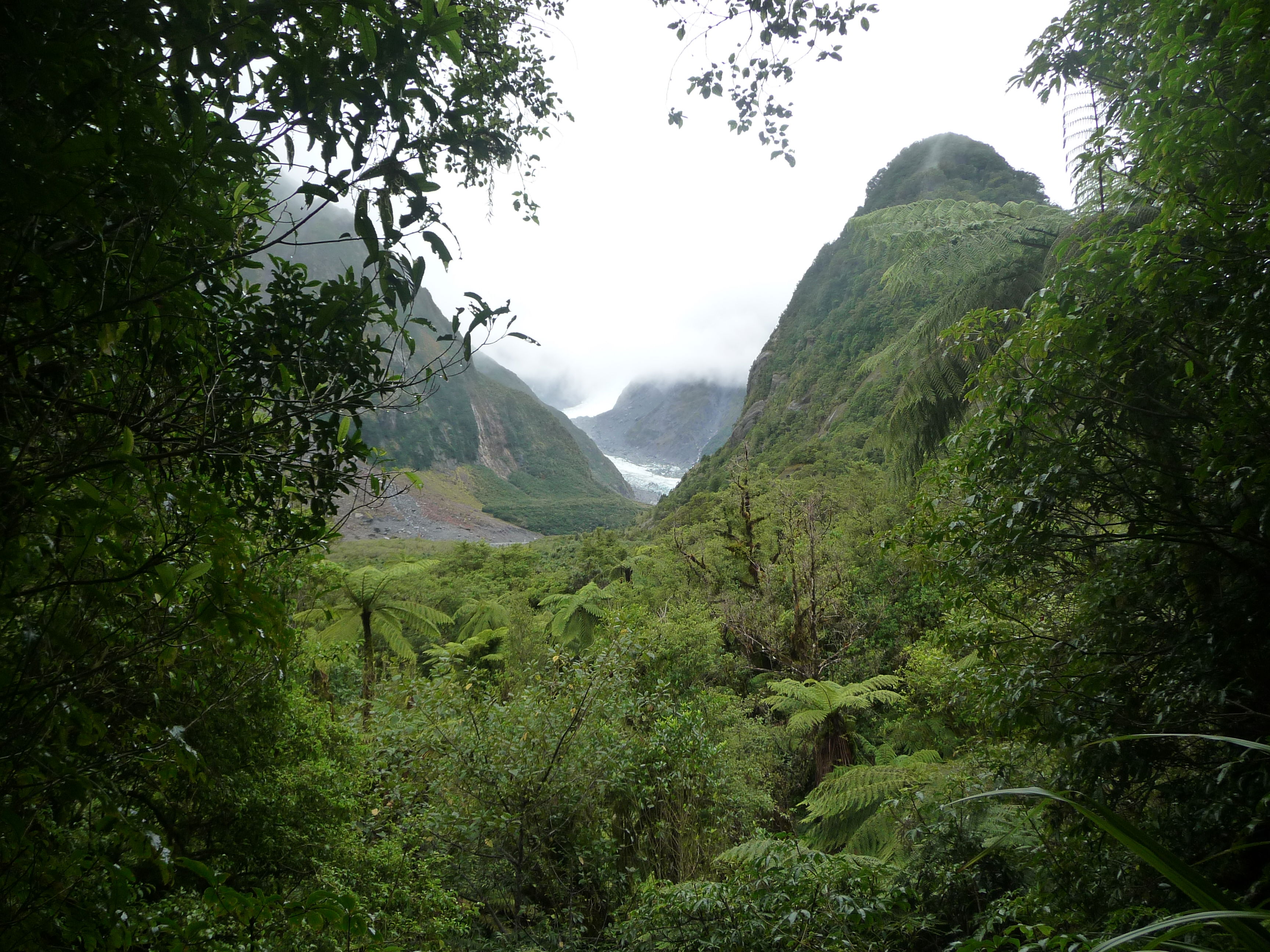 El bosque tropical neozelandés, por Lenka Skalosova