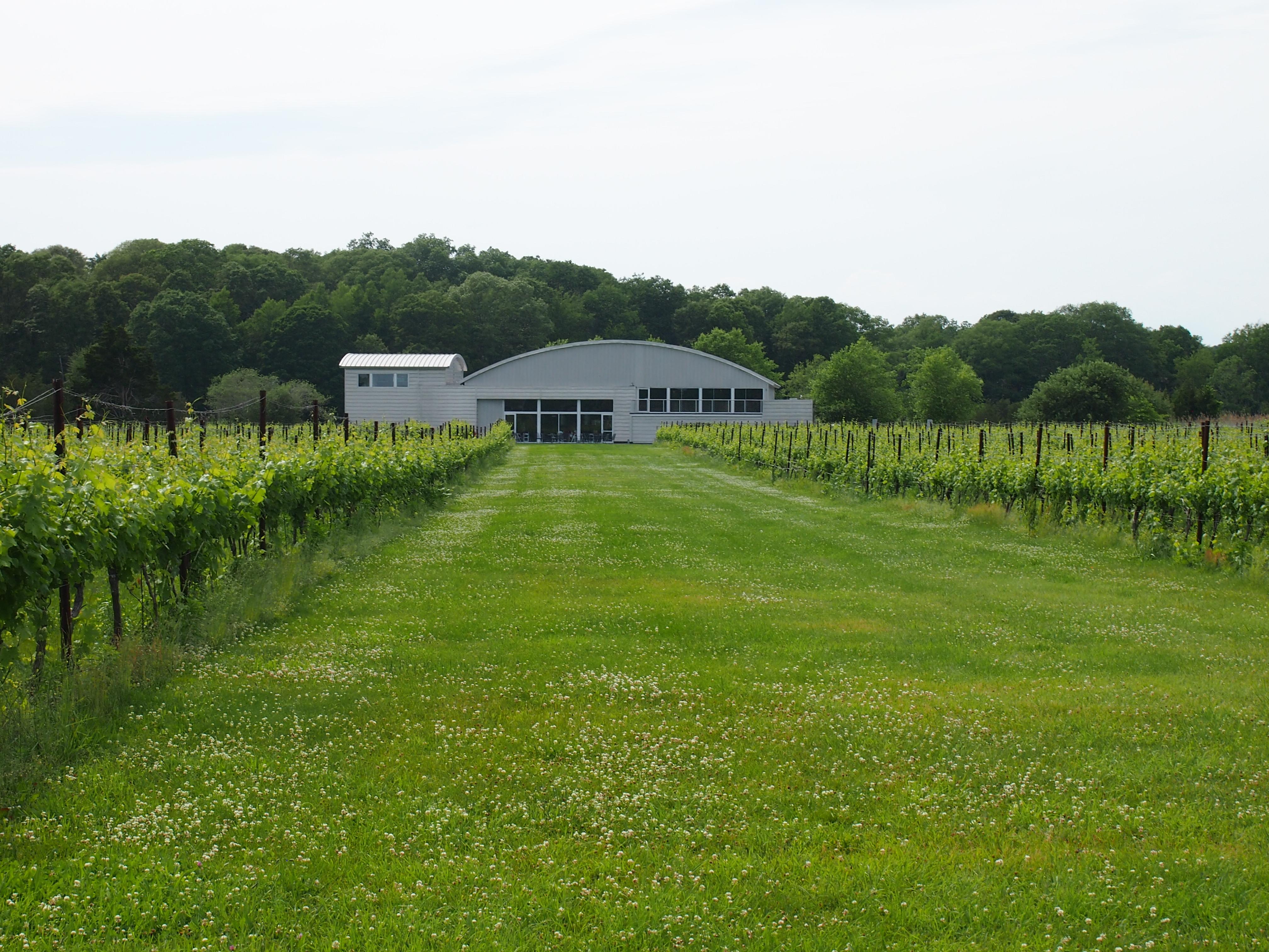 Saltwater Farm Vineyard, por Elizabeth Georgian