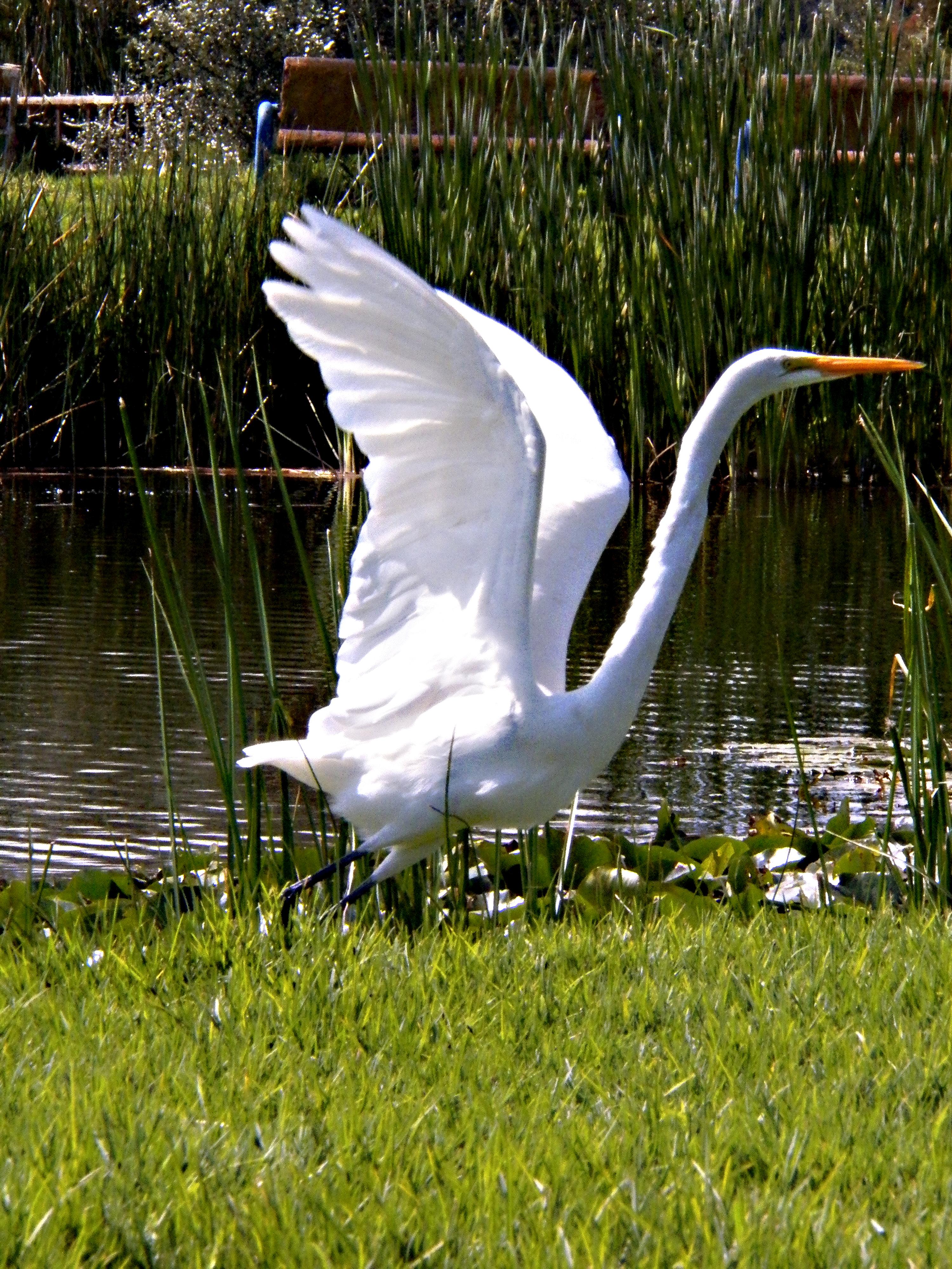 Parque Ecológico Xochimilco, por amileeyaz