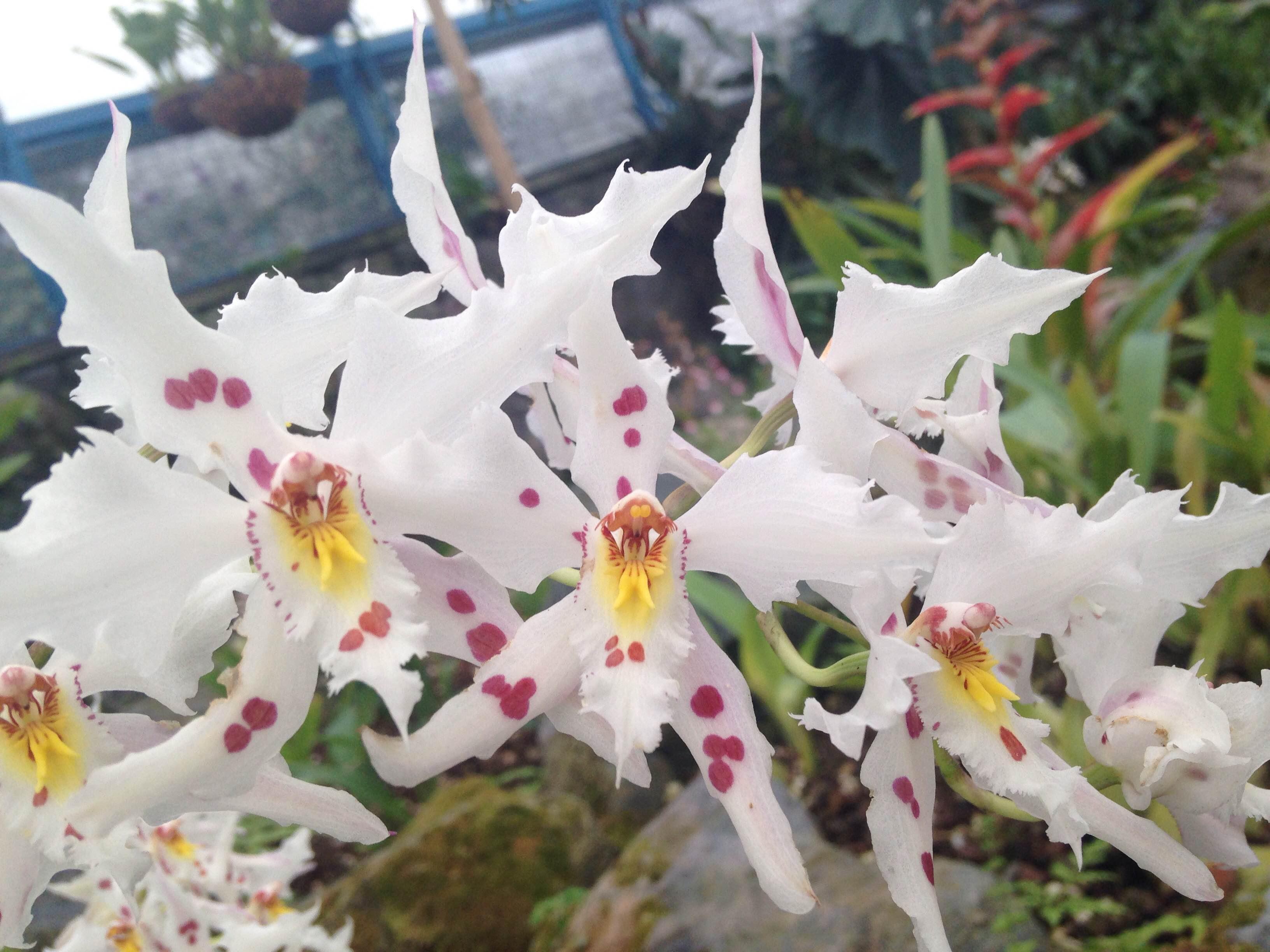 Jardín botánico de Quito  , por Erika Perugachi Benalcázar