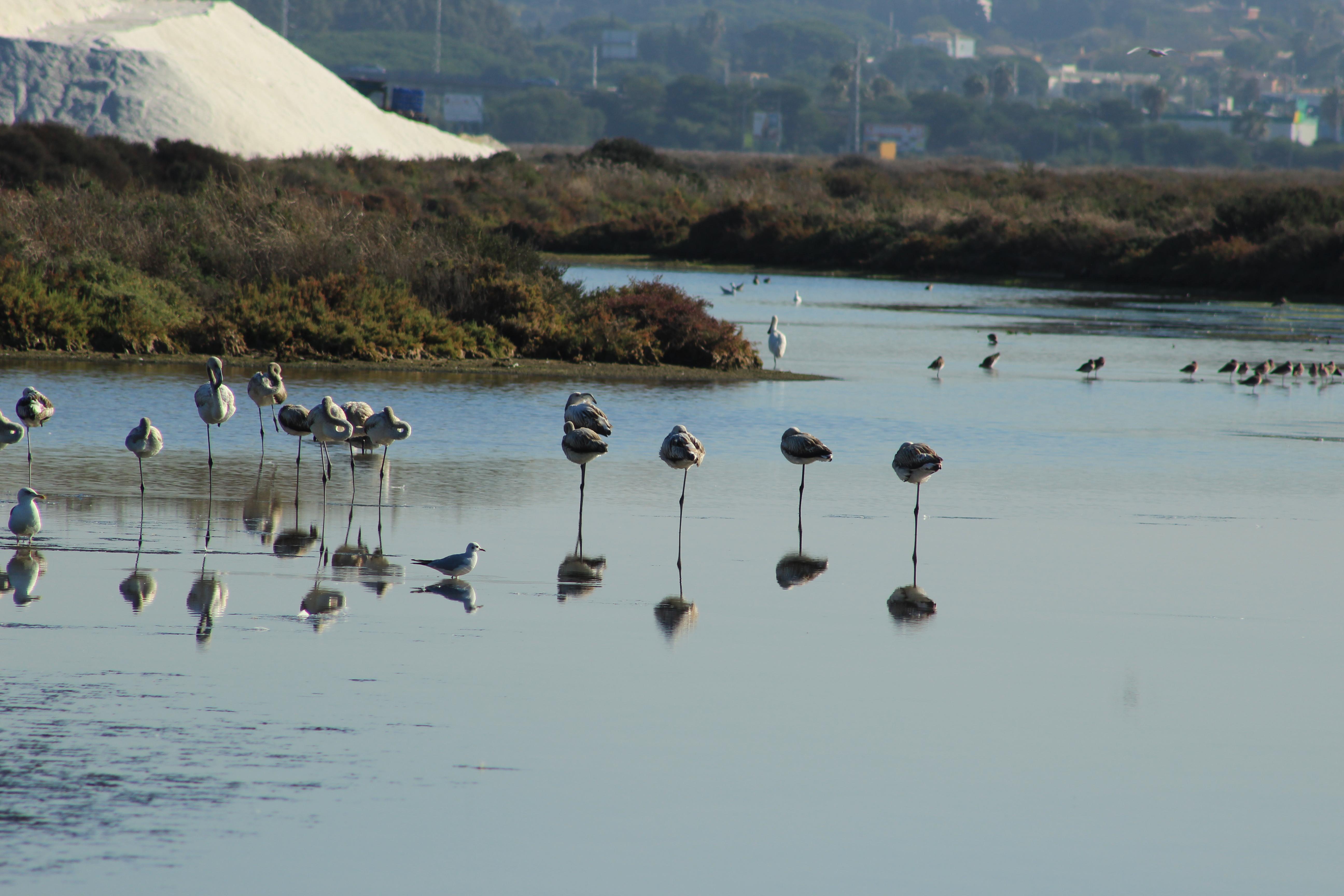 Salinas de Chiclana, por Elena Maria Castilla Arias