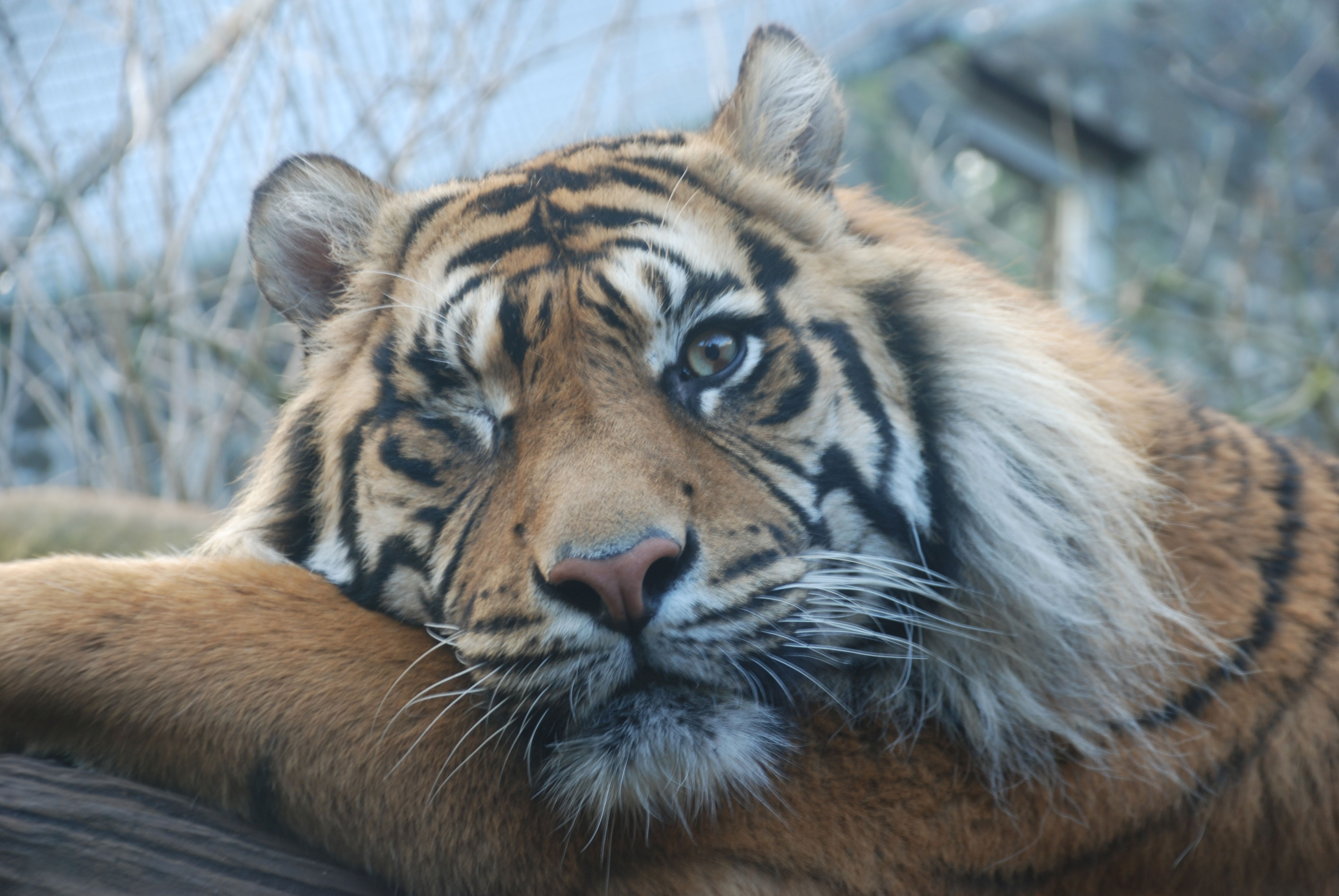 Zoológico de Edimburgo, por eXplorador Escocés