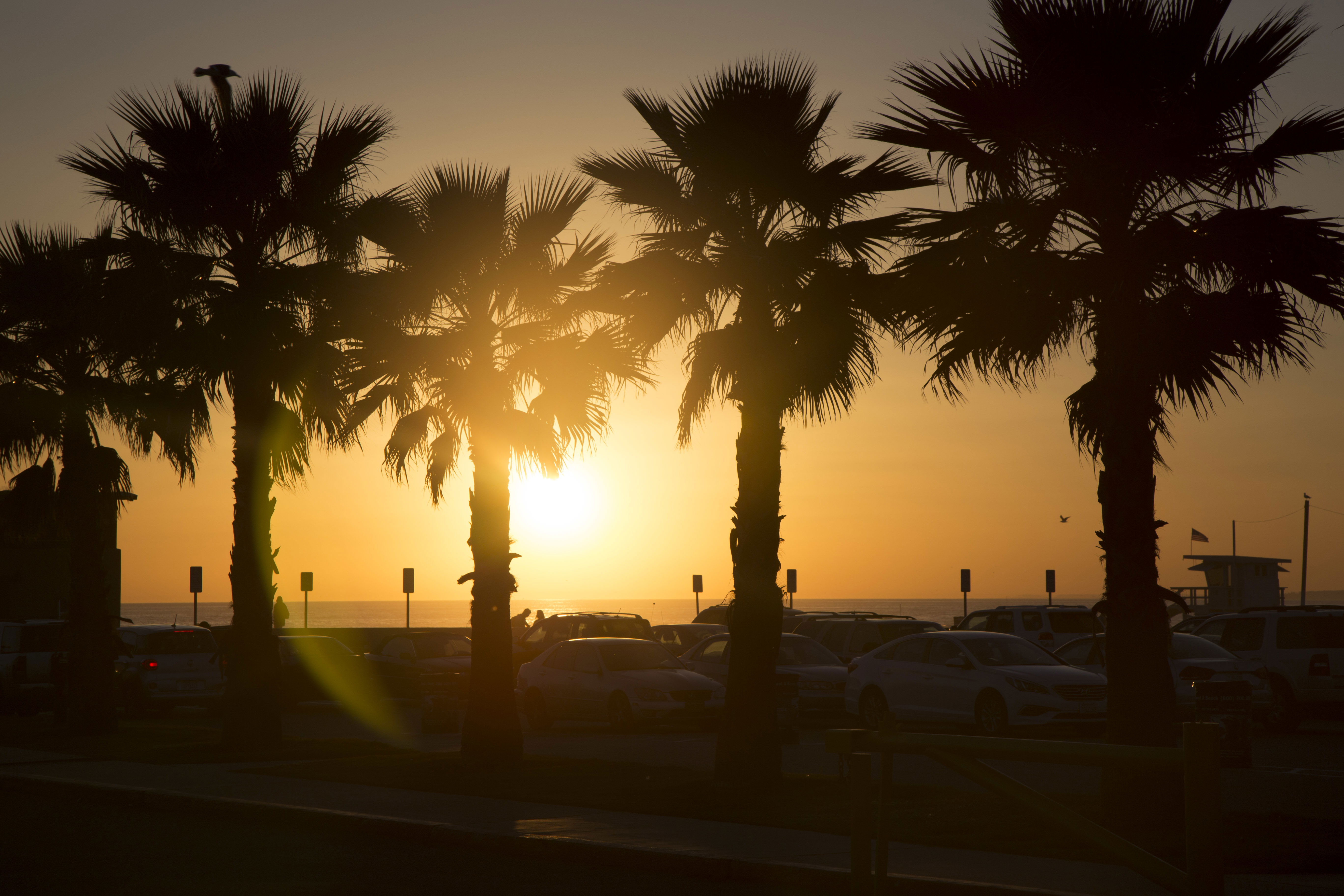 Venice Boulevard, por Denis Sitta
