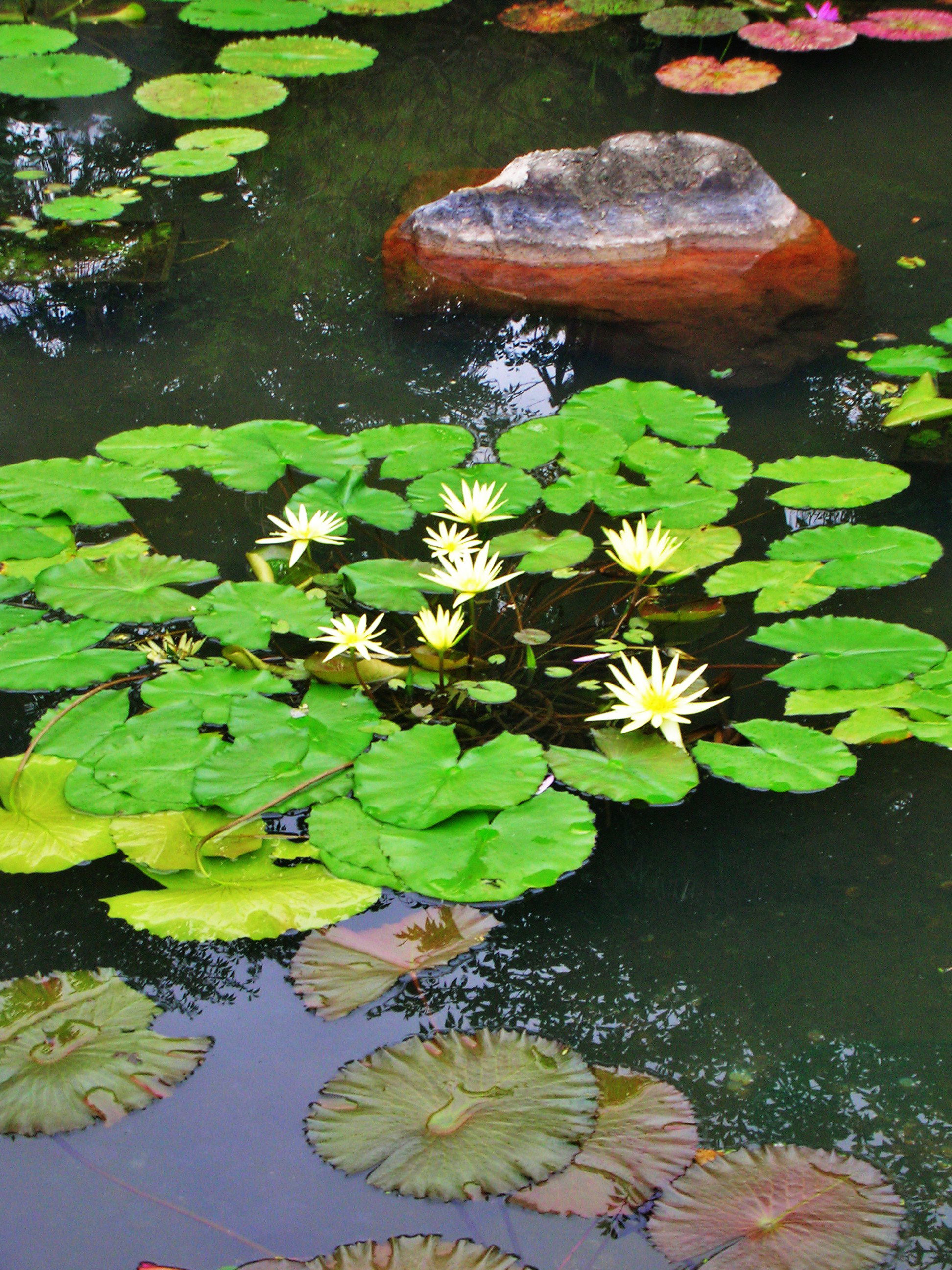 Beppu, por joaquim cubarsi