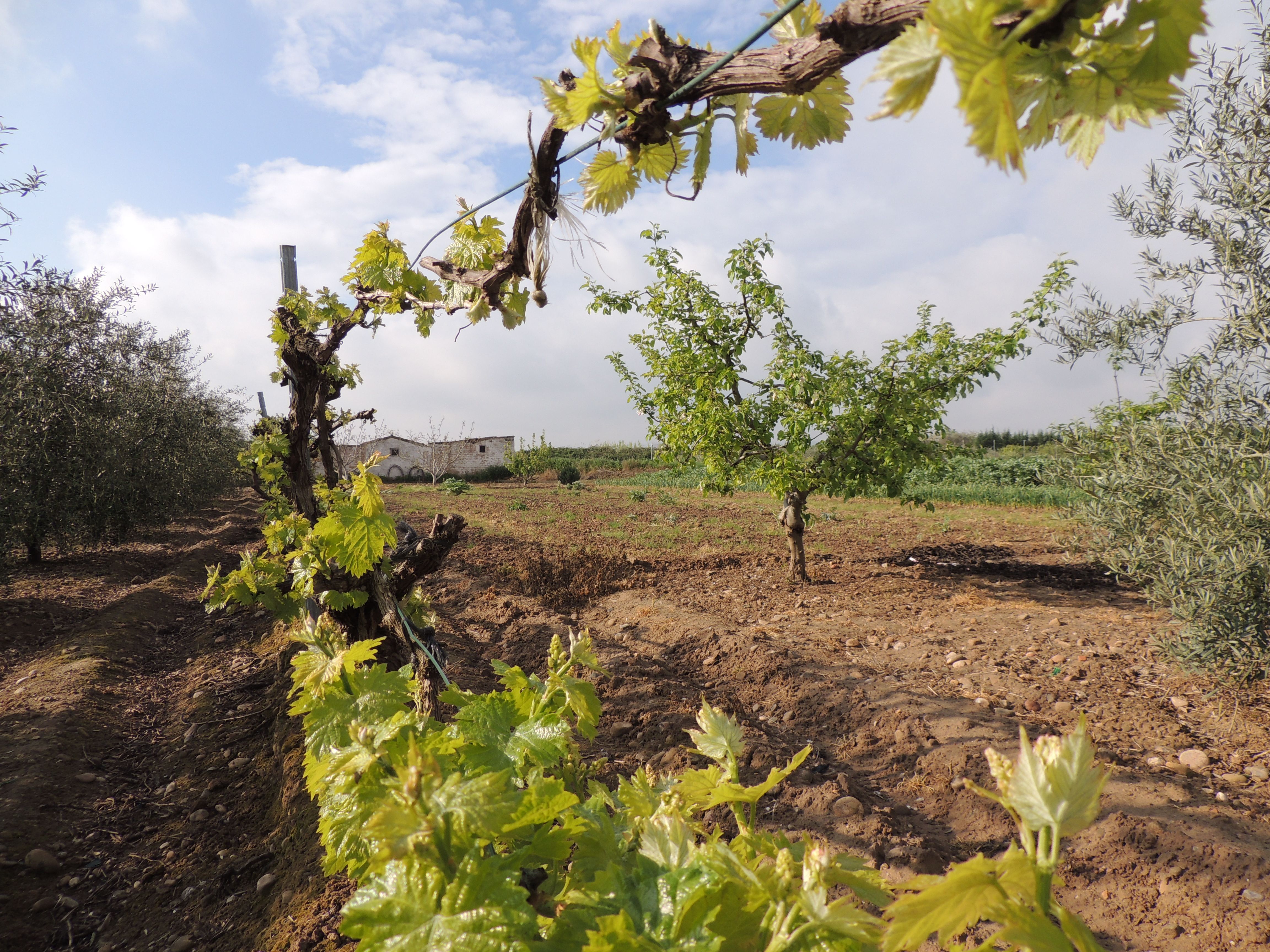 Senderismo en La Rioja: descubre sus rutas naturales y paisajes únicos