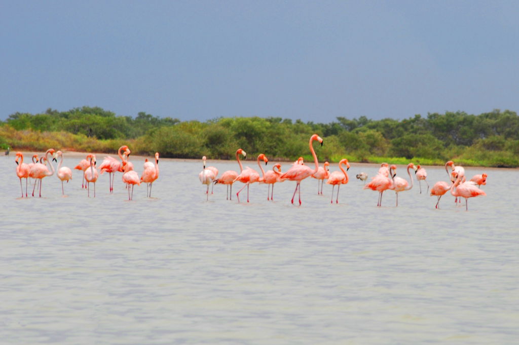 Santuario de Fauna y Flora los Flamencos, por SerViajera